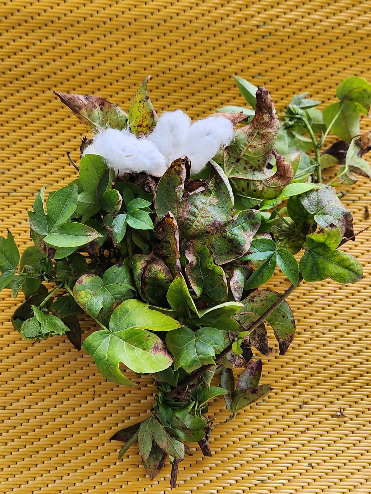 🌱 Algodón