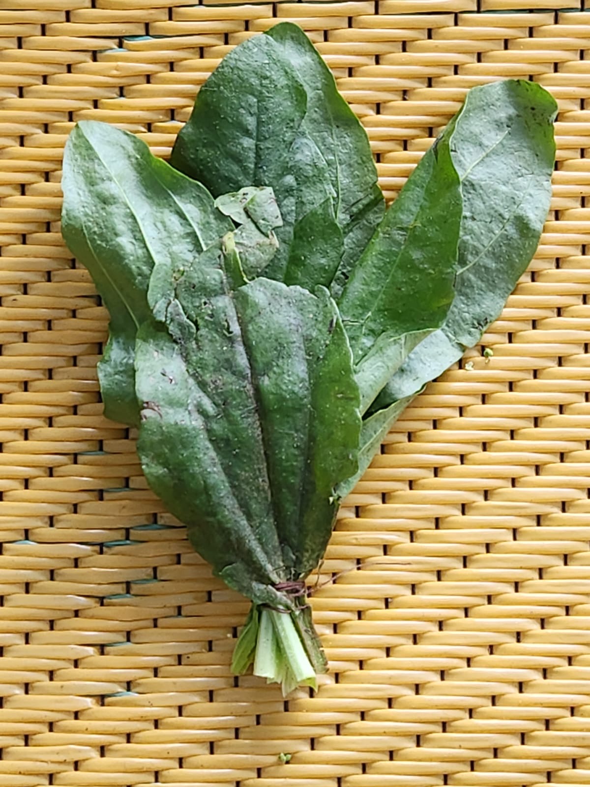 🌿 Llantén