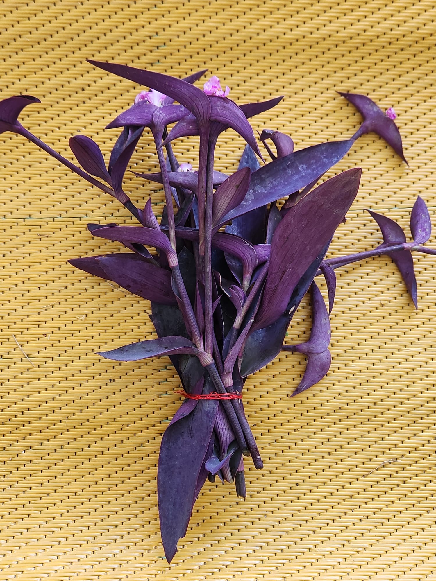 🌿 Canutillo Morado