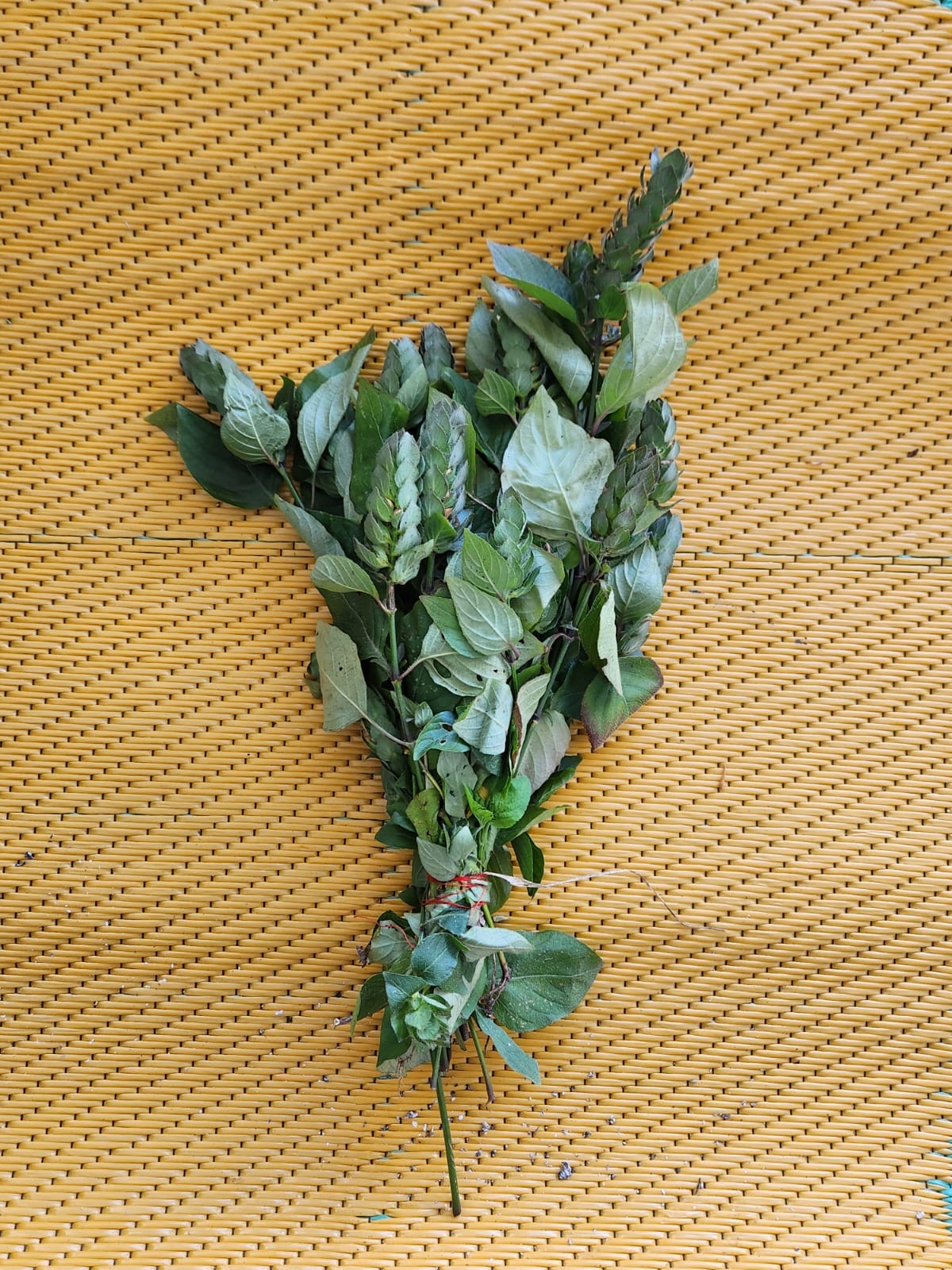🌿 Mazorquilla