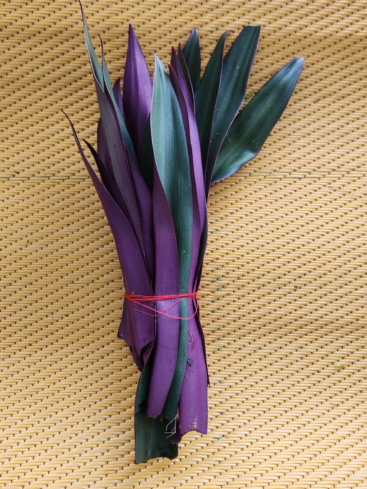 🌿 Cordobán