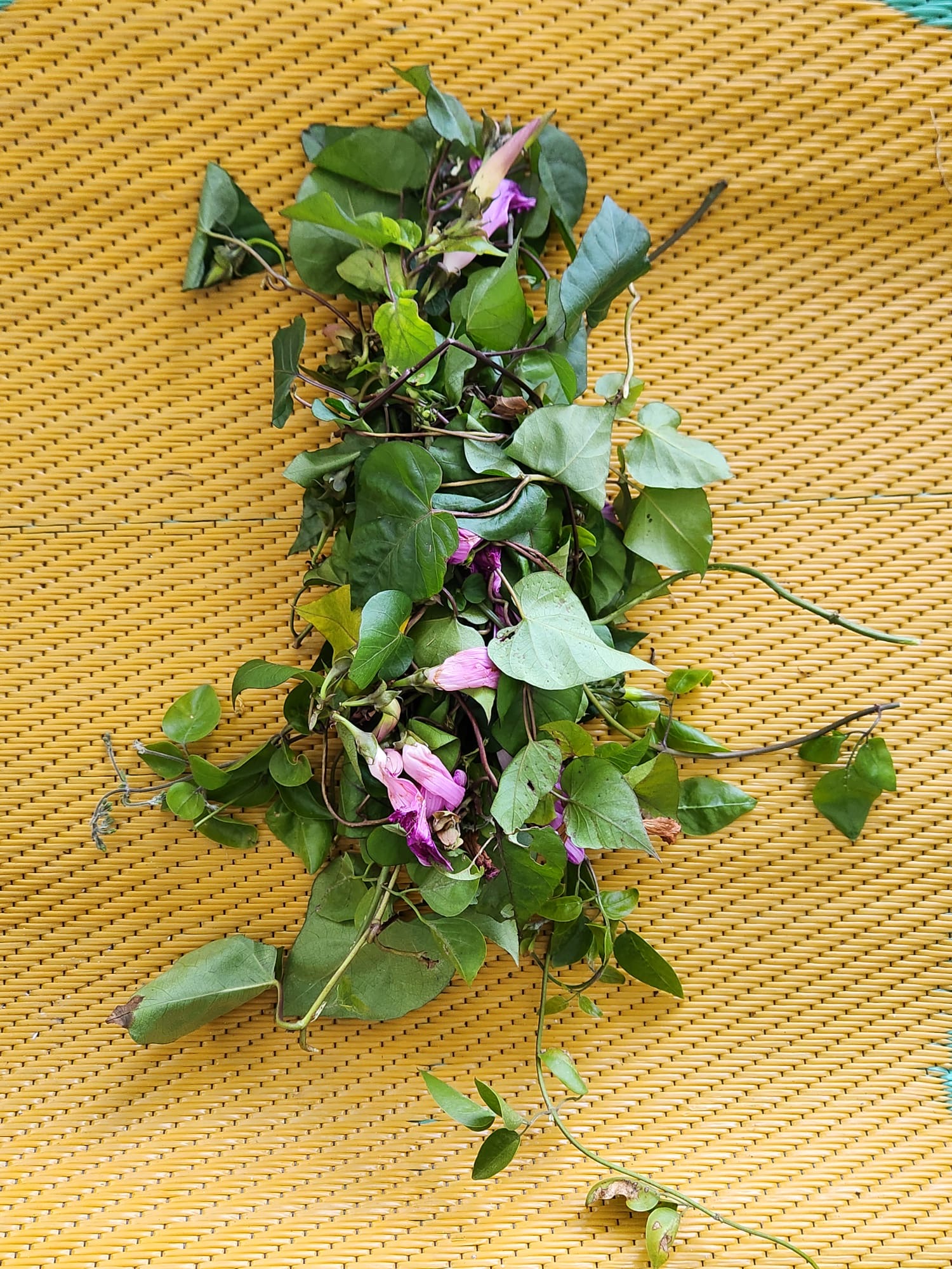 🌿 Aguinarda Morada