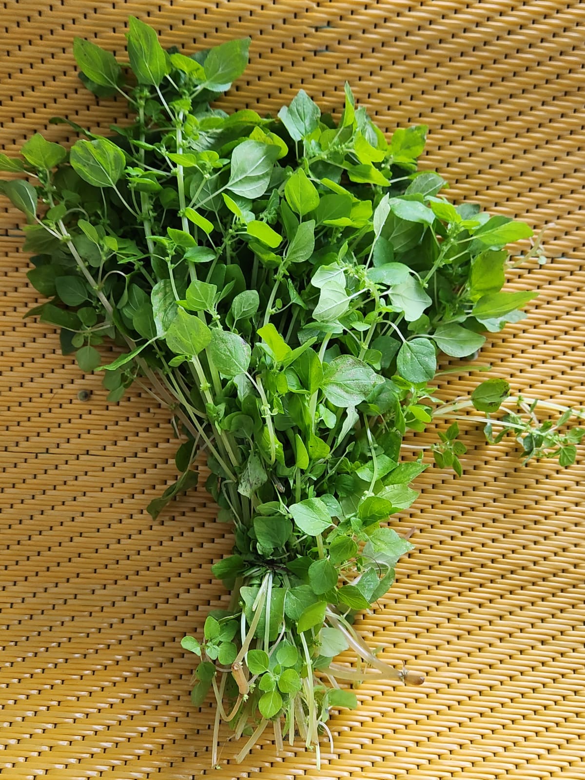 🌿 Corazón de Paloma
