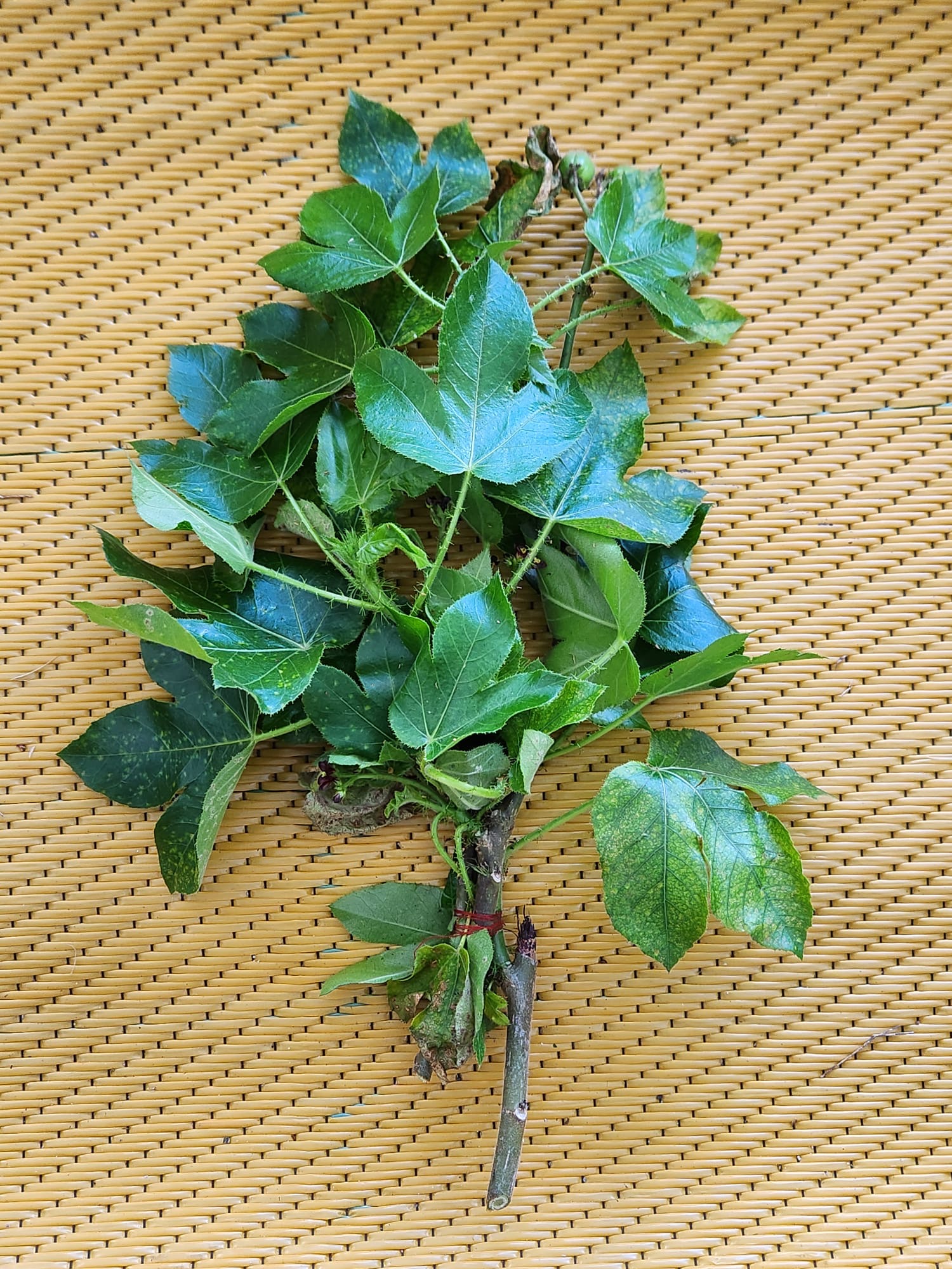 🌿 Tua Tua