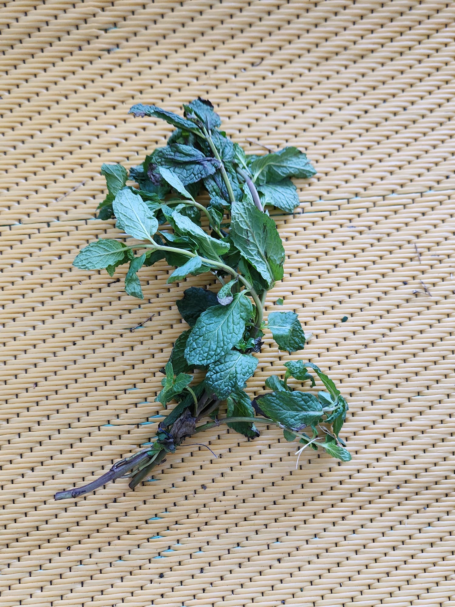 🌿 Hierba Buena