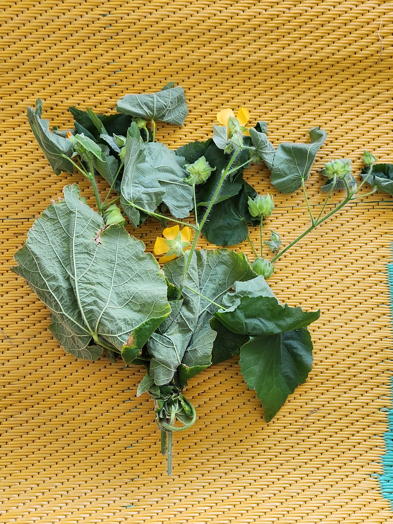 🌿 Botón de Oro