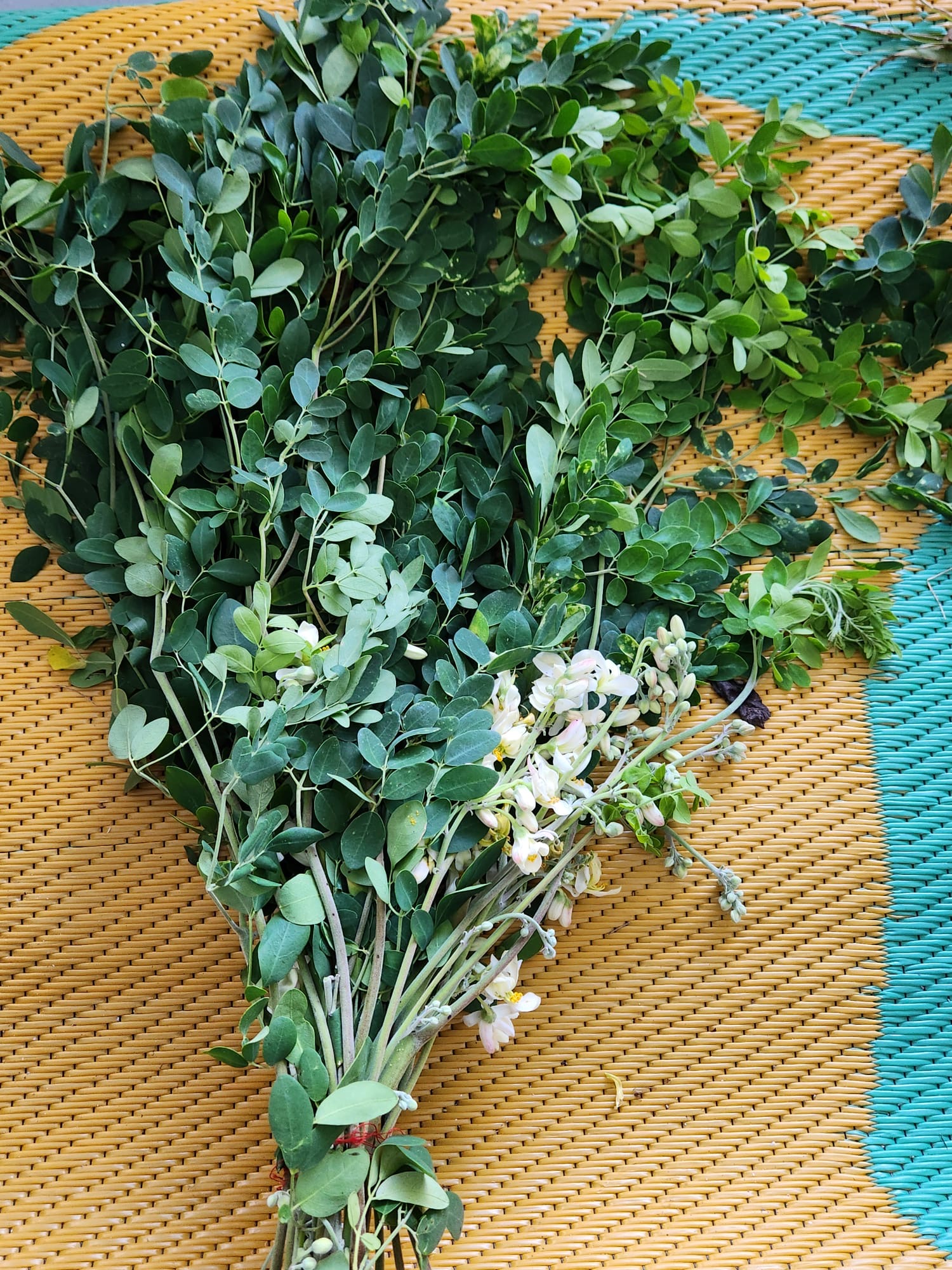 🌿 Palo Blanco (Piñón Florido)