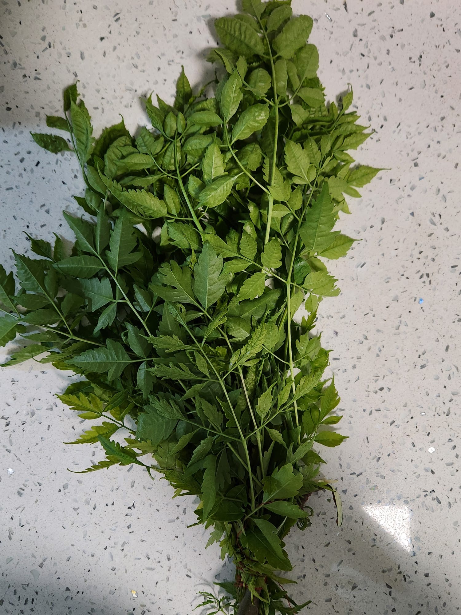 Planta Sagrada Paraíso