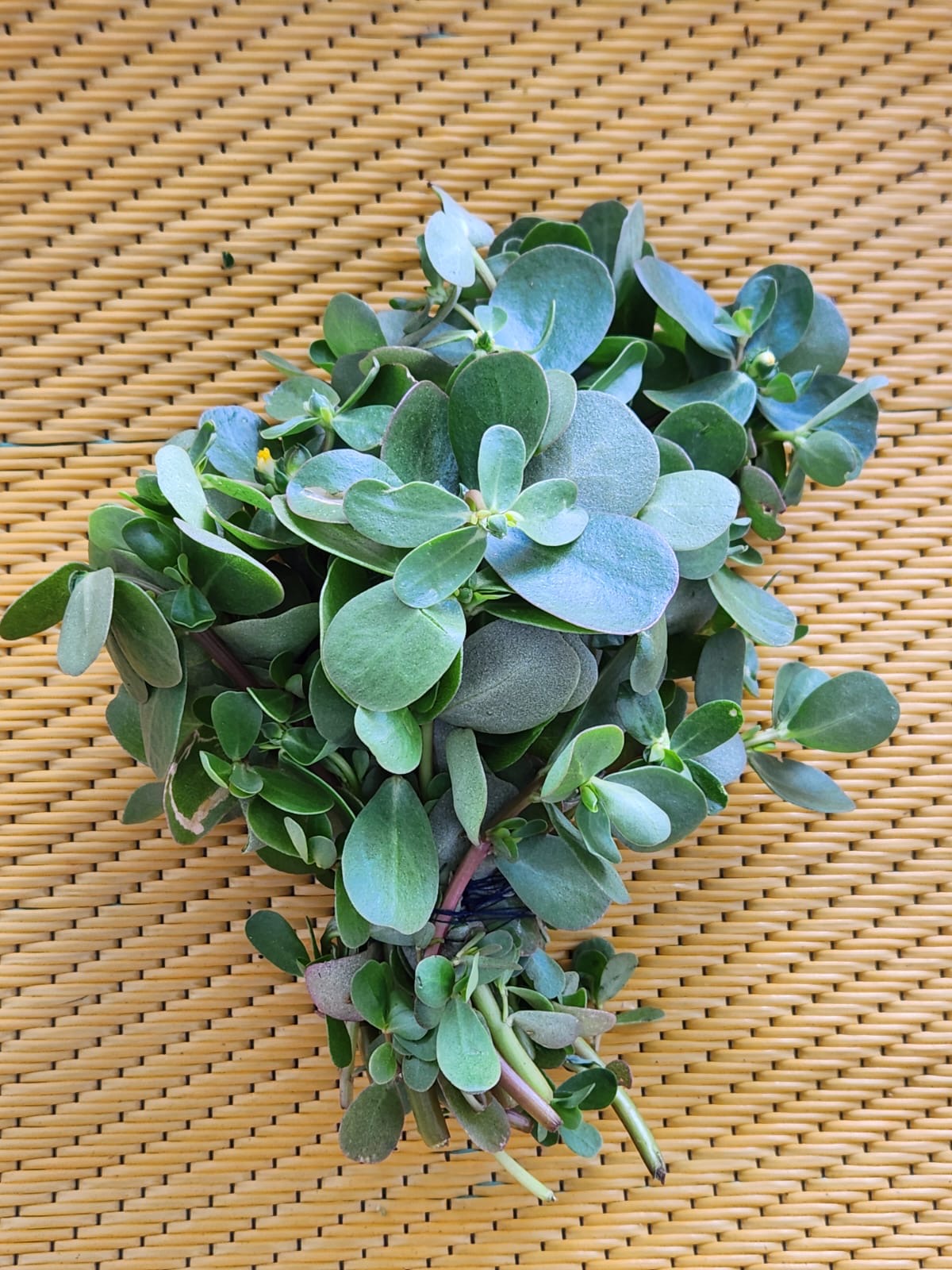 🌱 Verdolaga
