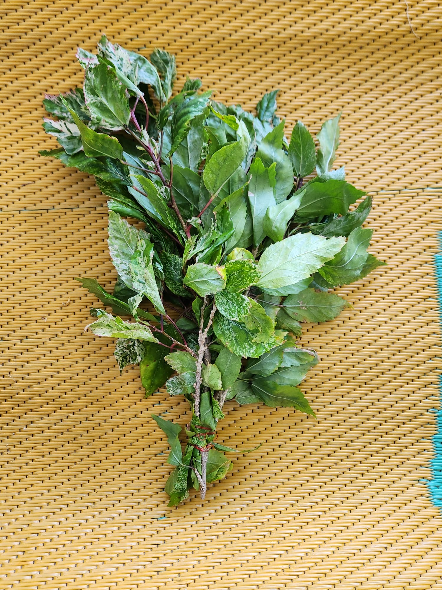 🌿 Mar Pacífico
