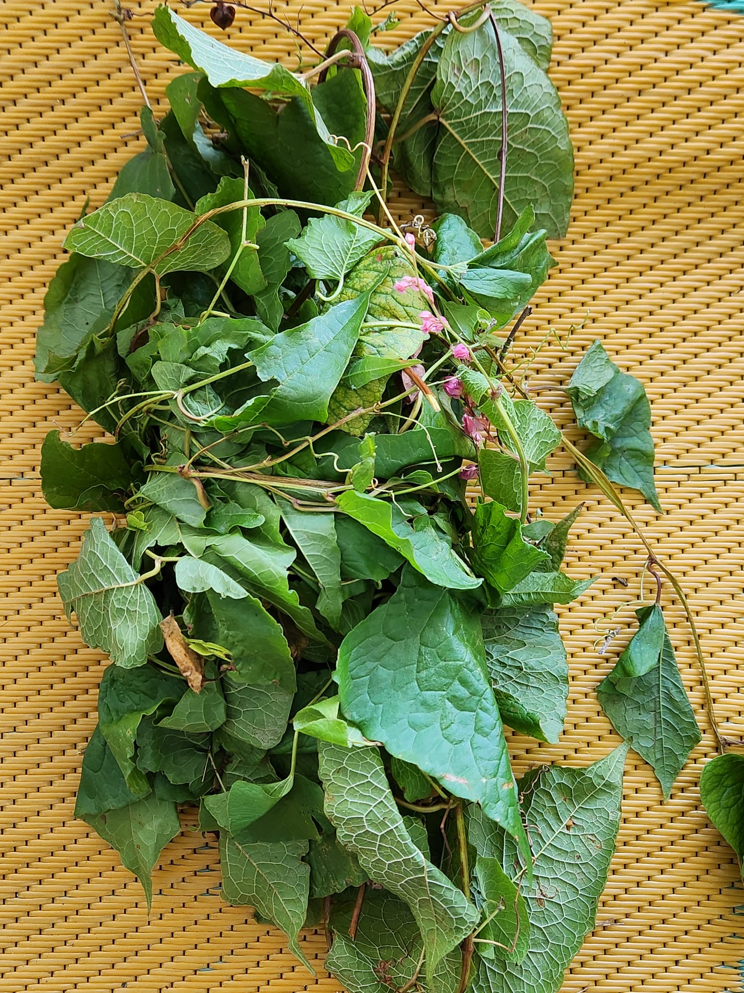 🌿 Coralillo