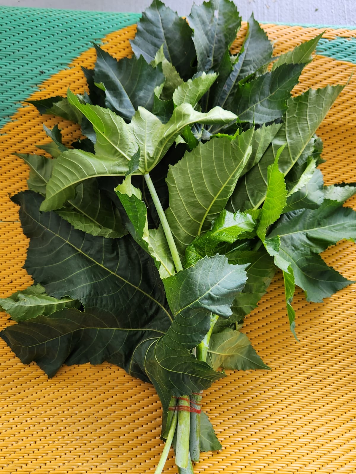 🌱 Higuereta