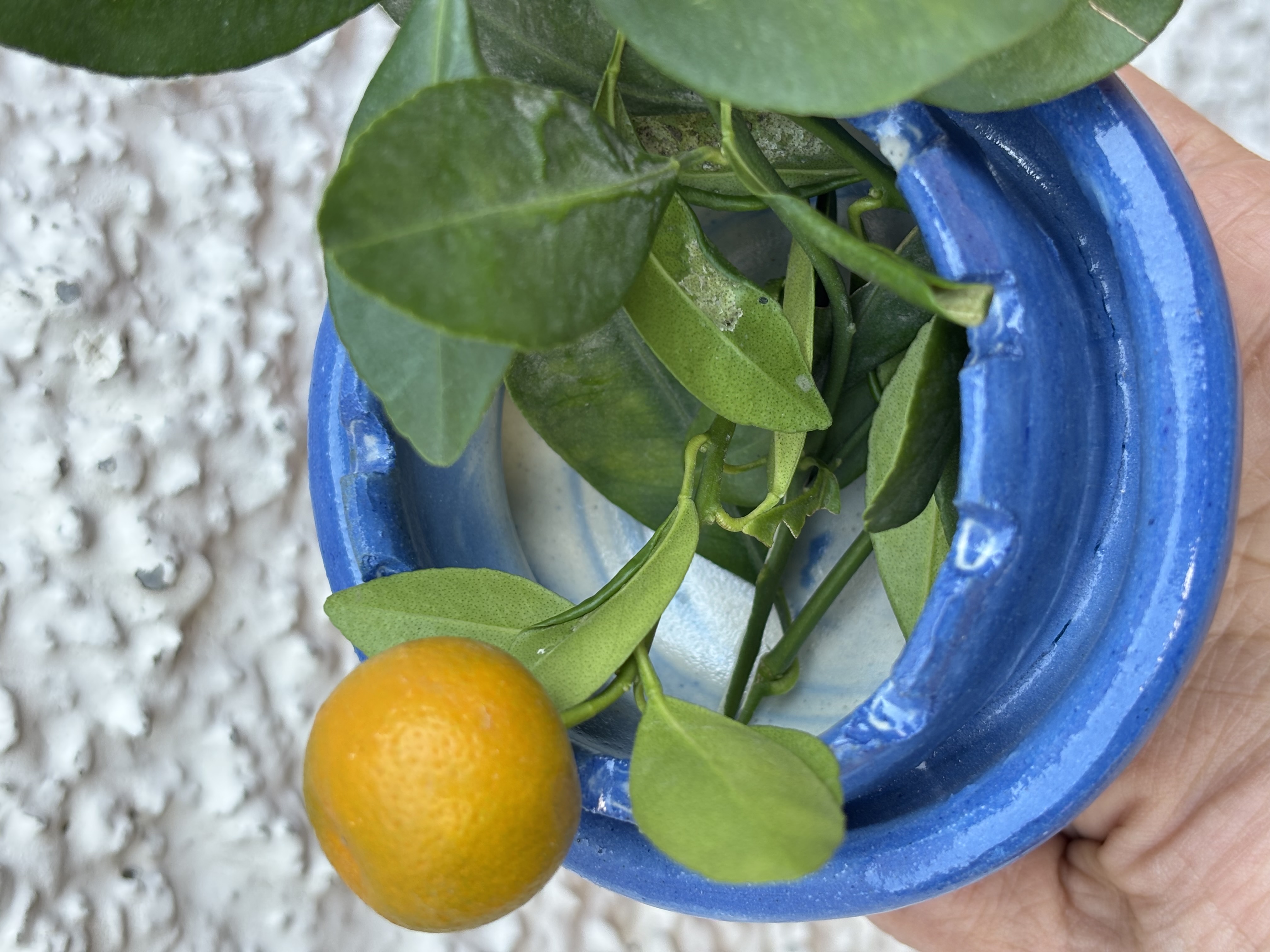 Tideform Vase
