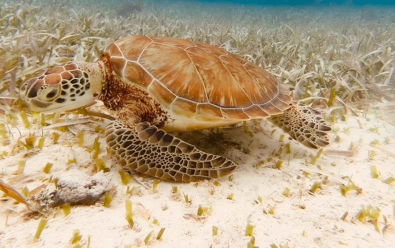 Aventura con Tortugas Marinas