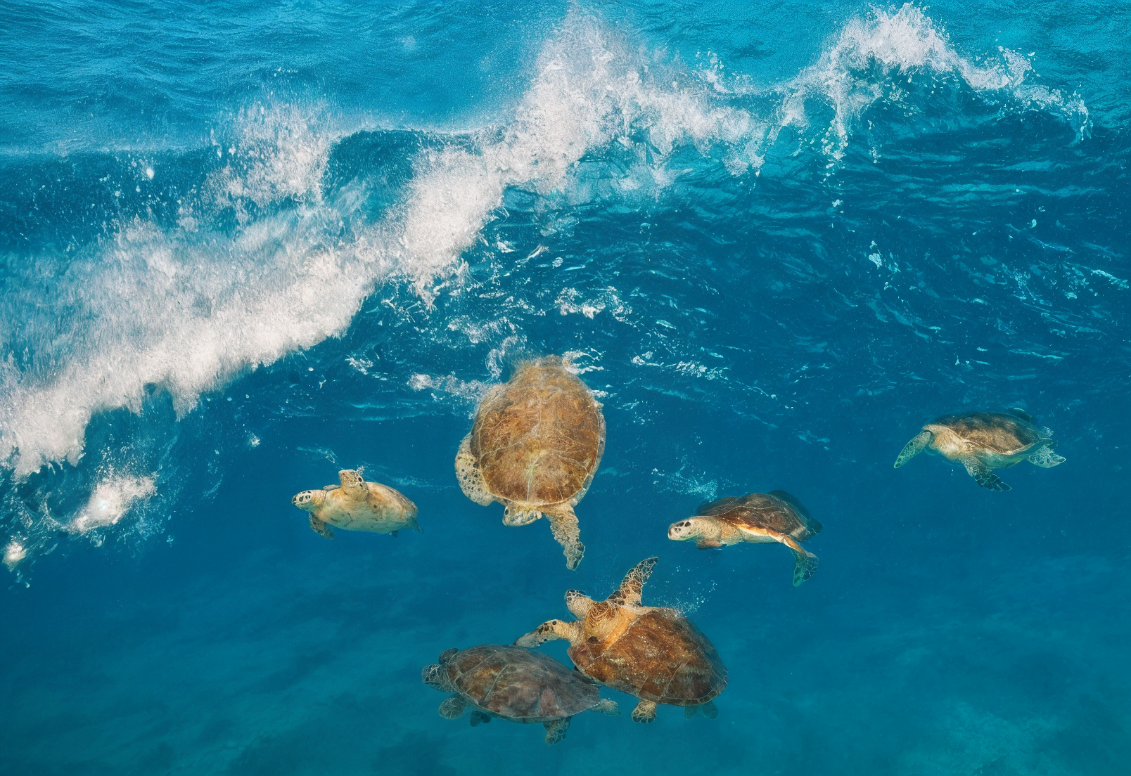 Aventura con Tortugas Marinas