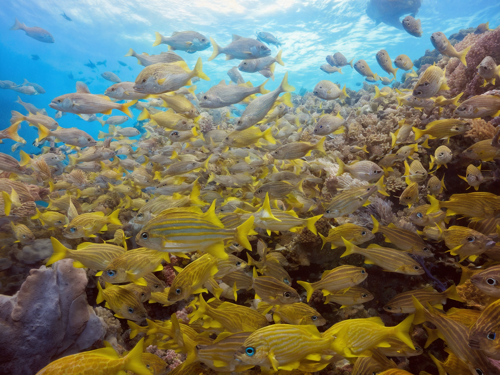 Aventura de Snorkel