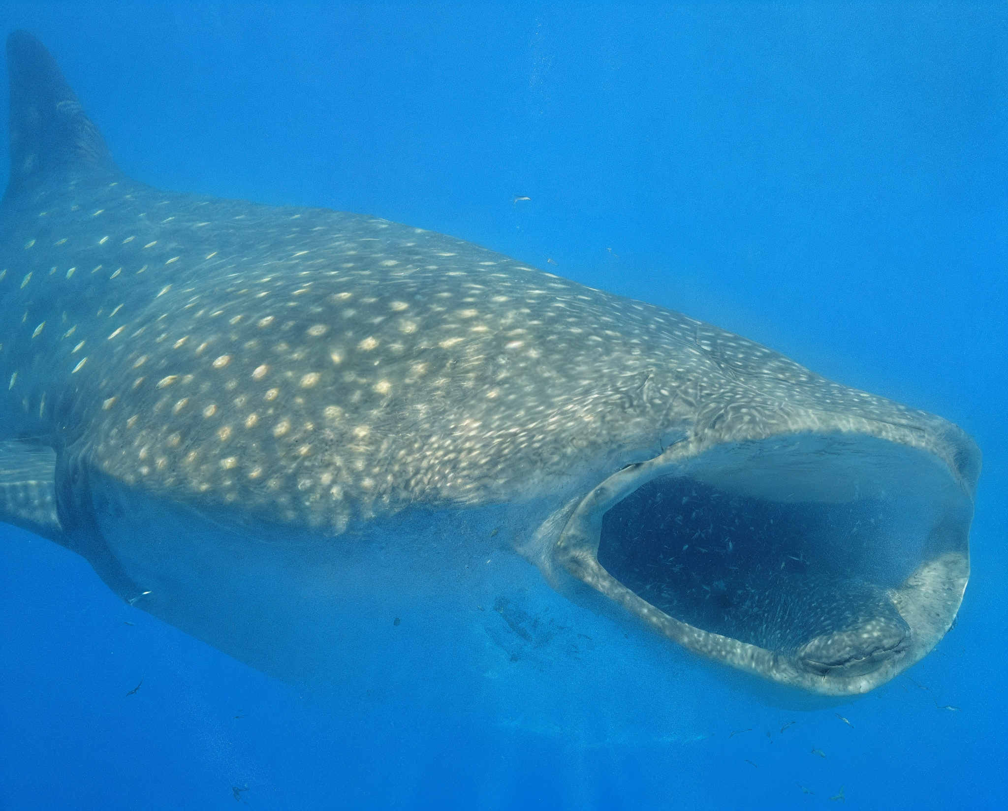 Tour de Tiburón Ballena