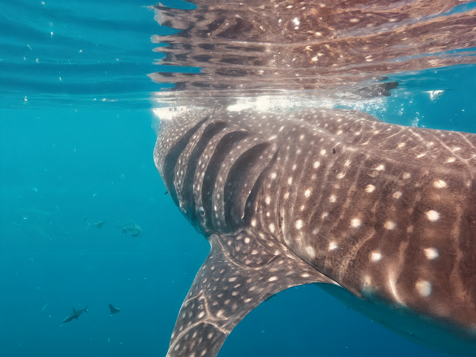 Tour de Tiburón Ballena