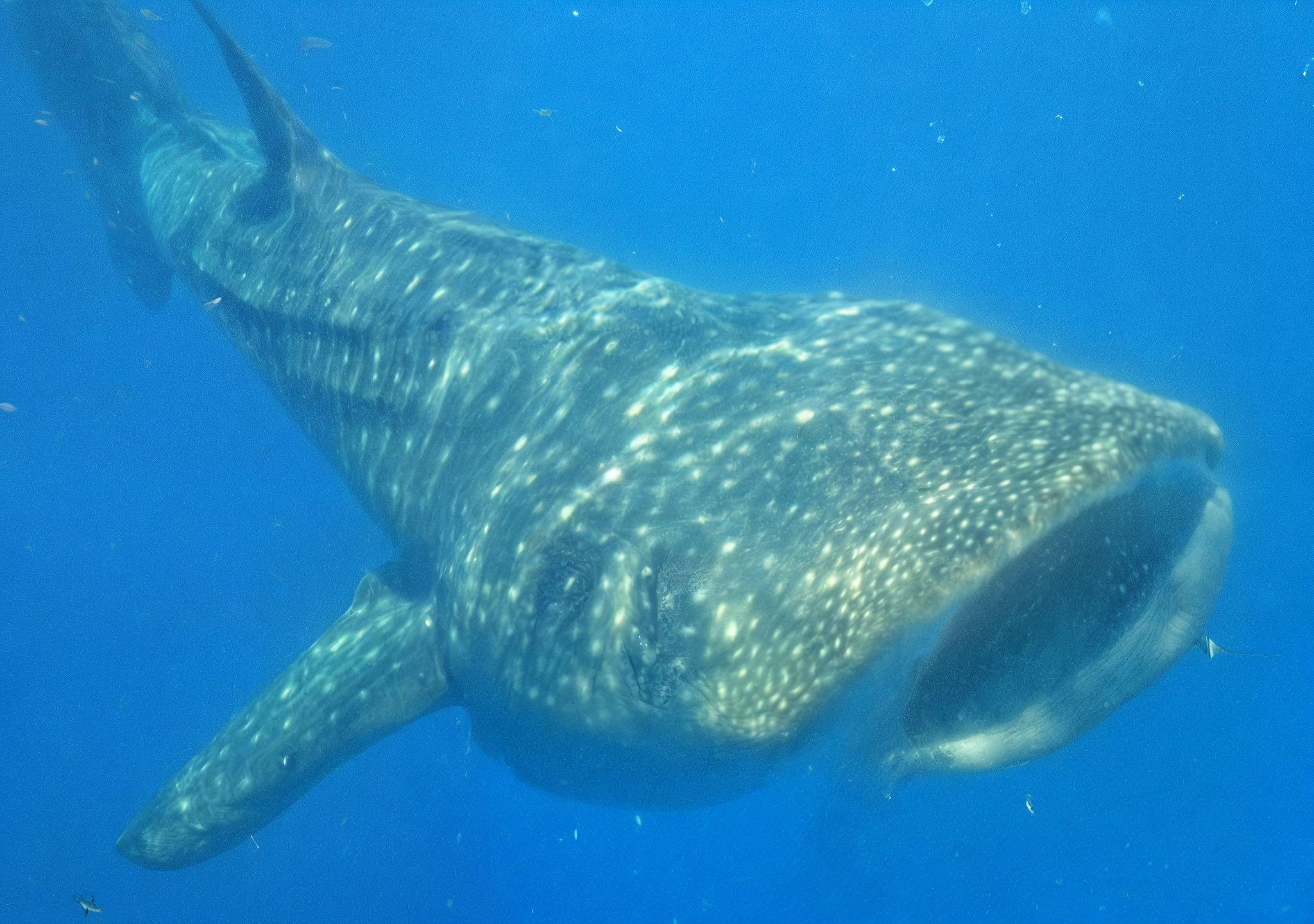 Tour de Tiburón Ballena