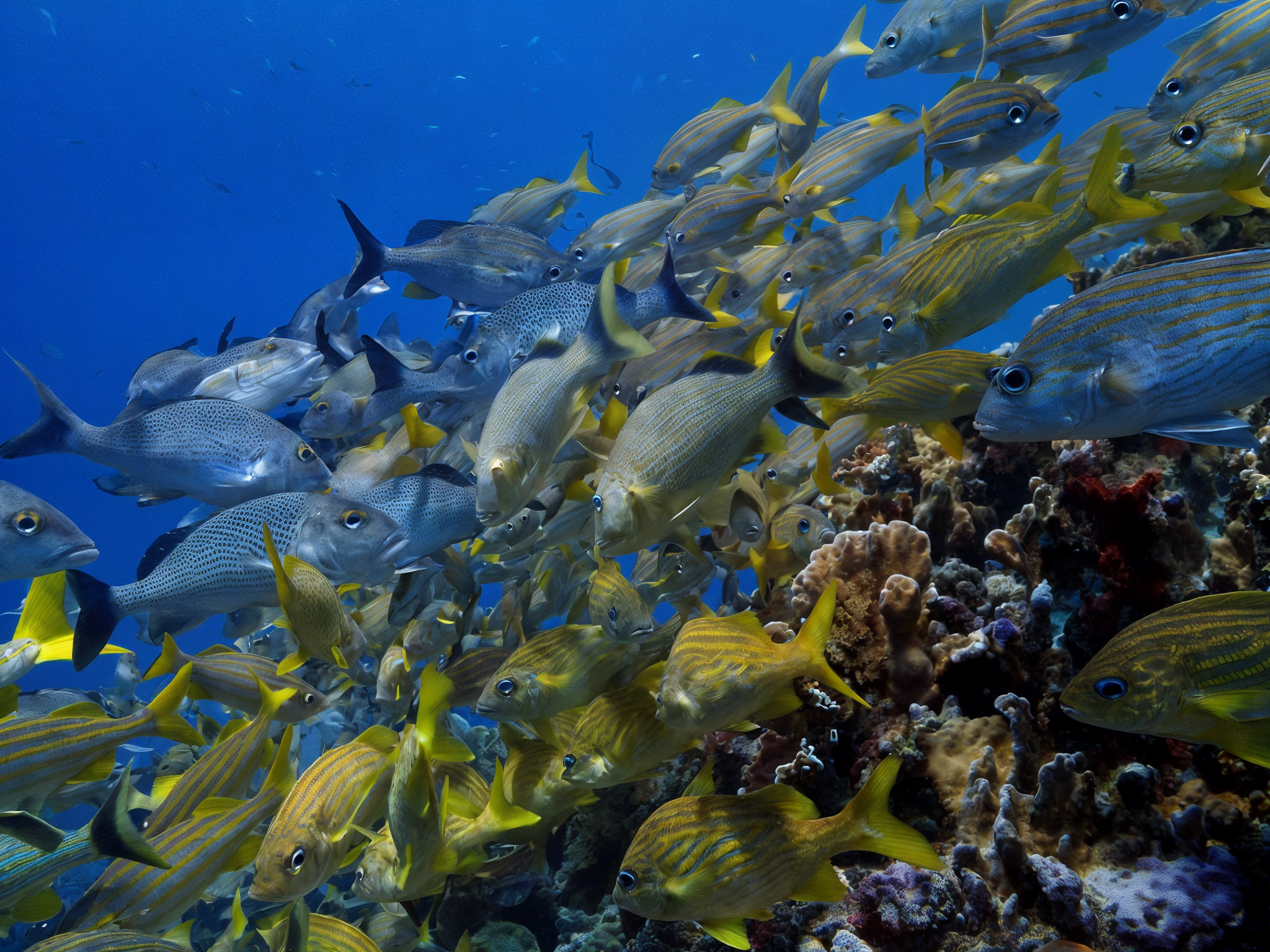 Aventura de Snorkel