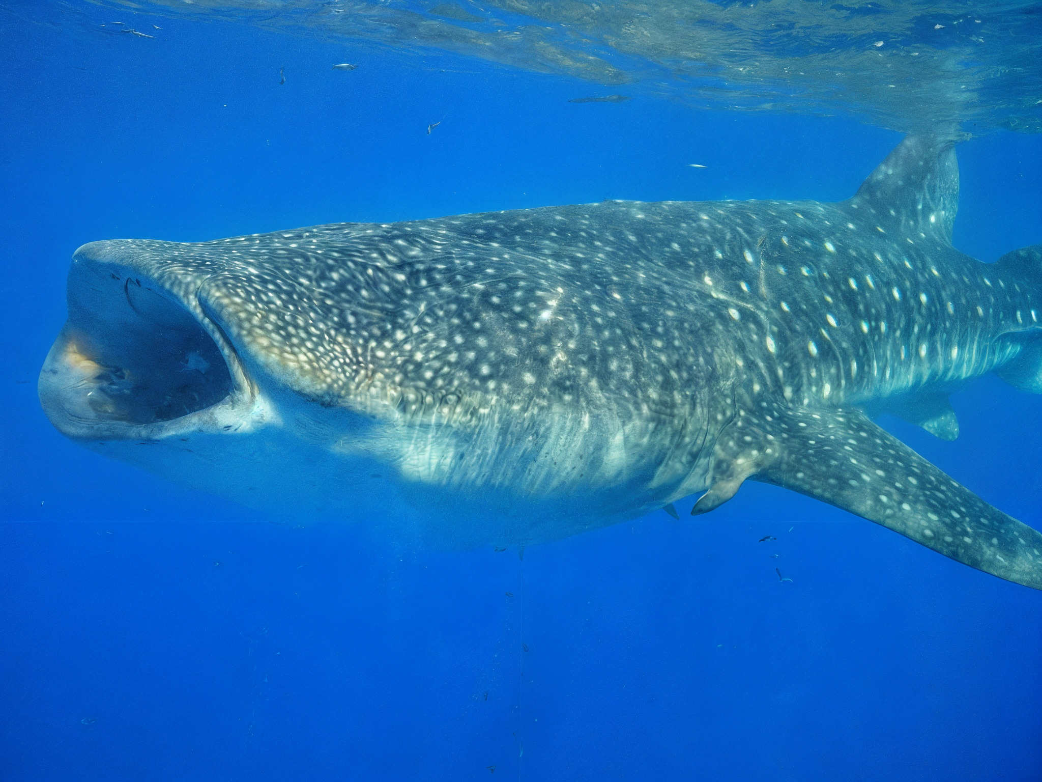 Tour de Tiburón Ballena