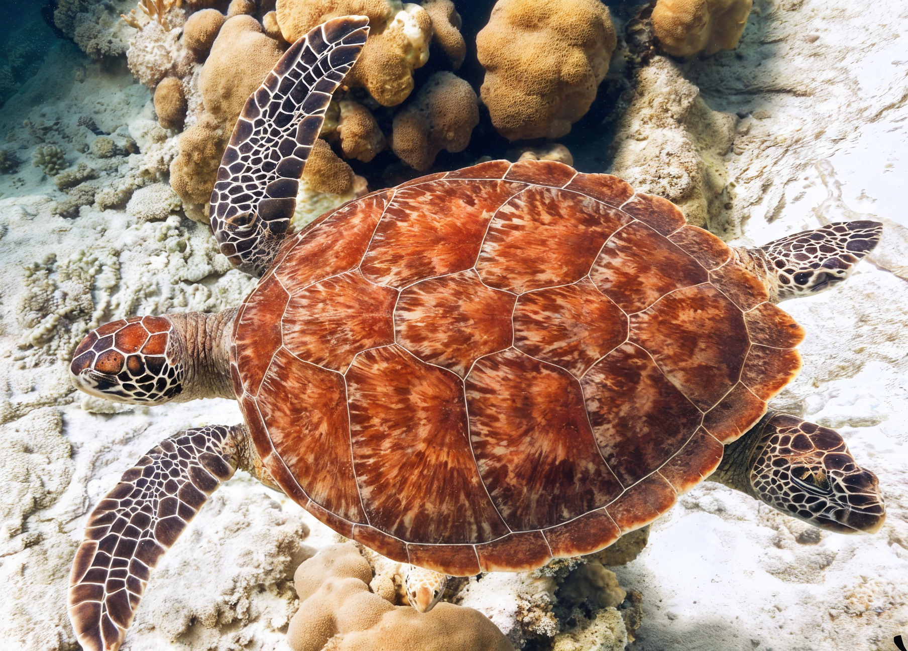 Aventura con Tortugas Marinas