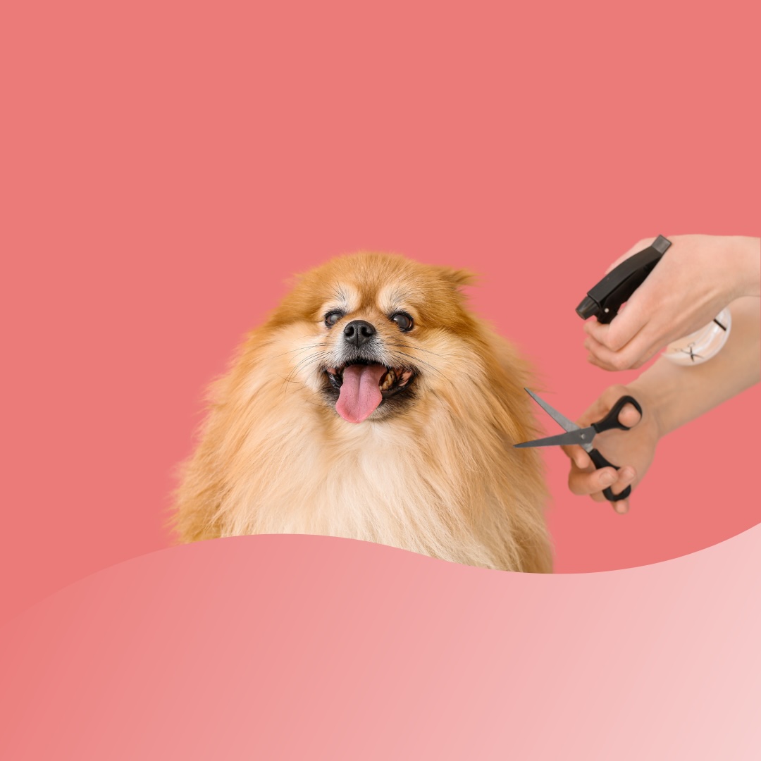 Pet Shop Spa Essentials Kit