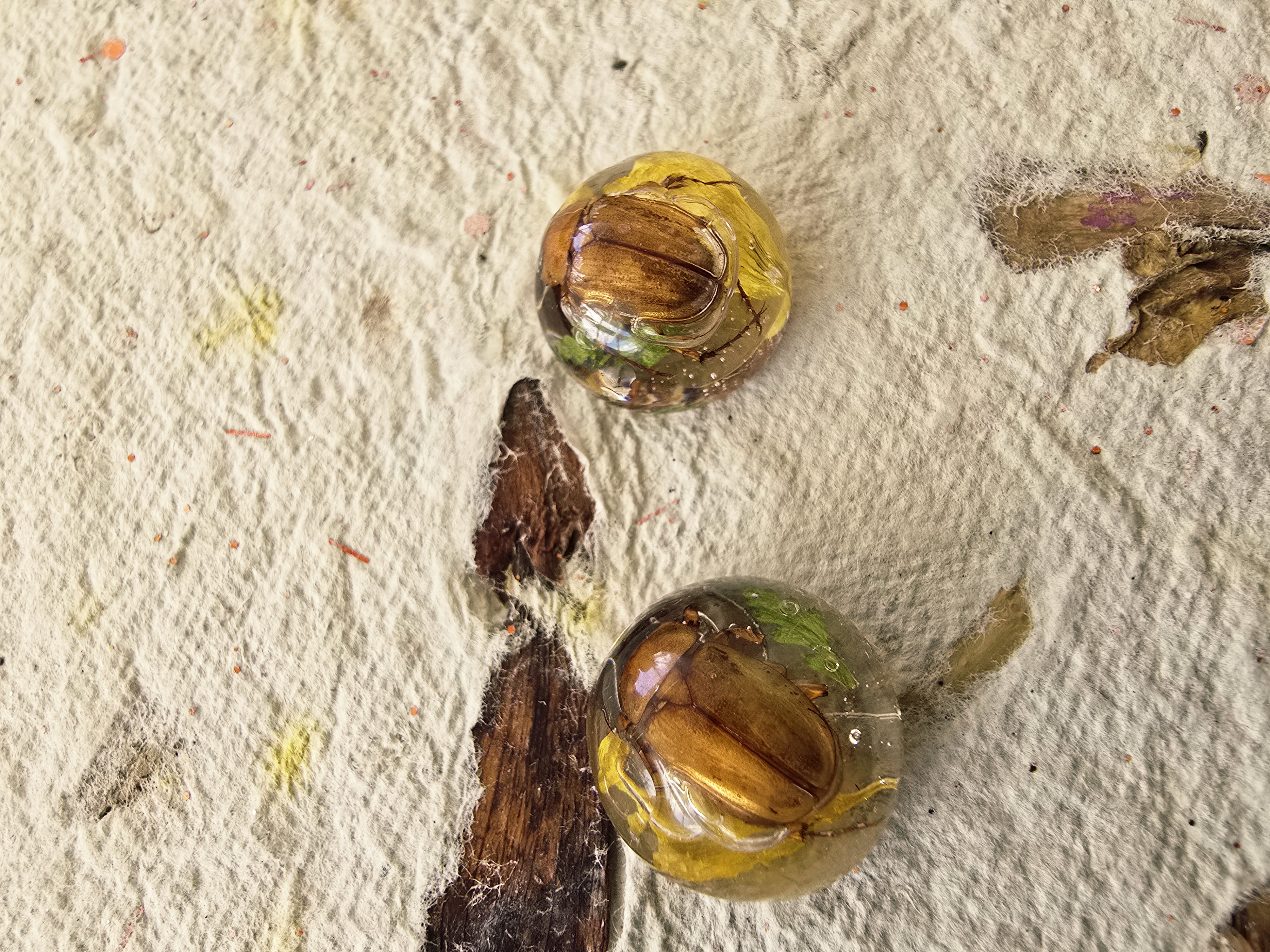 Encased Beetle Studs
