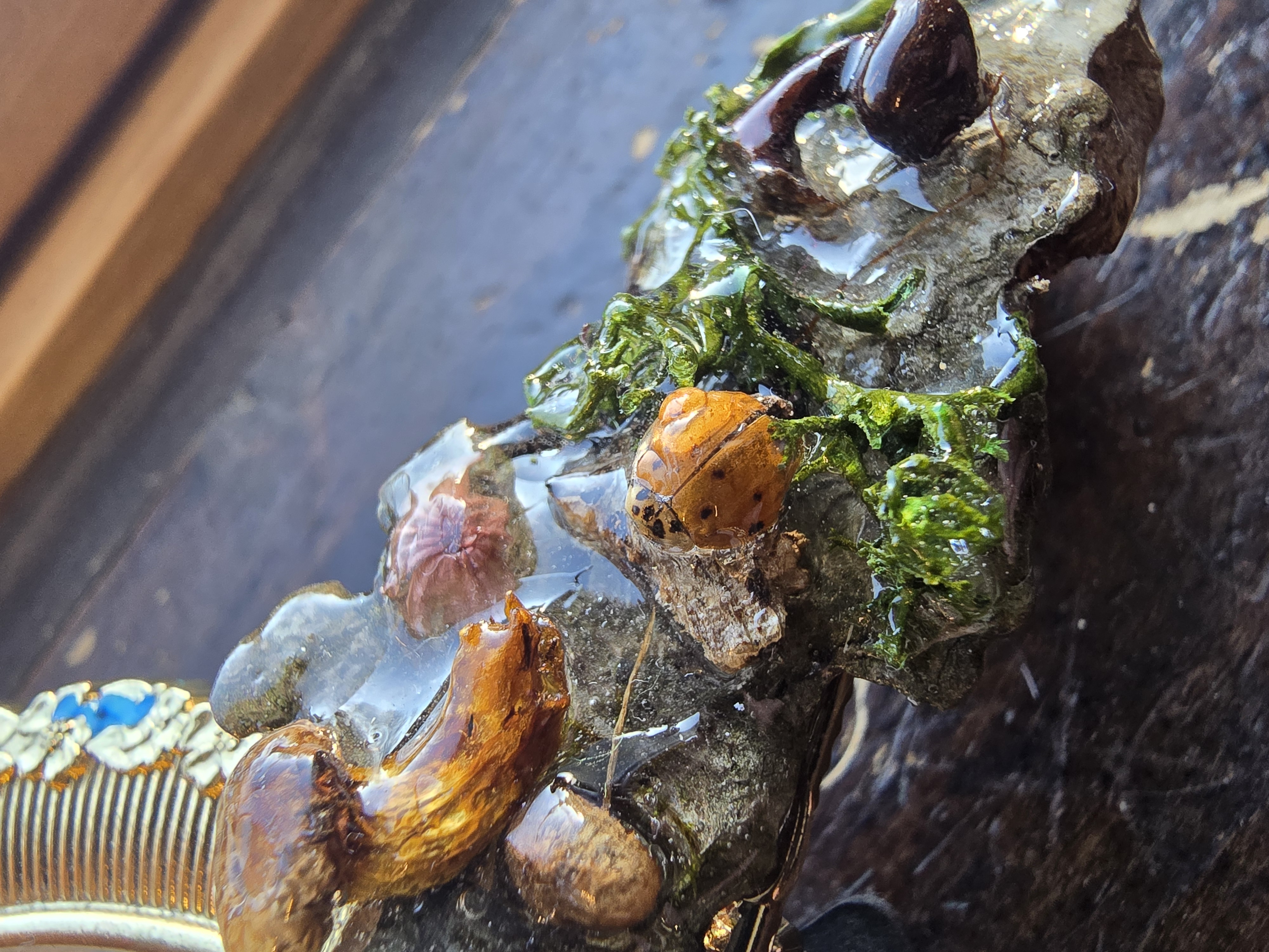 Mini Mushroom Garden Hair Pin