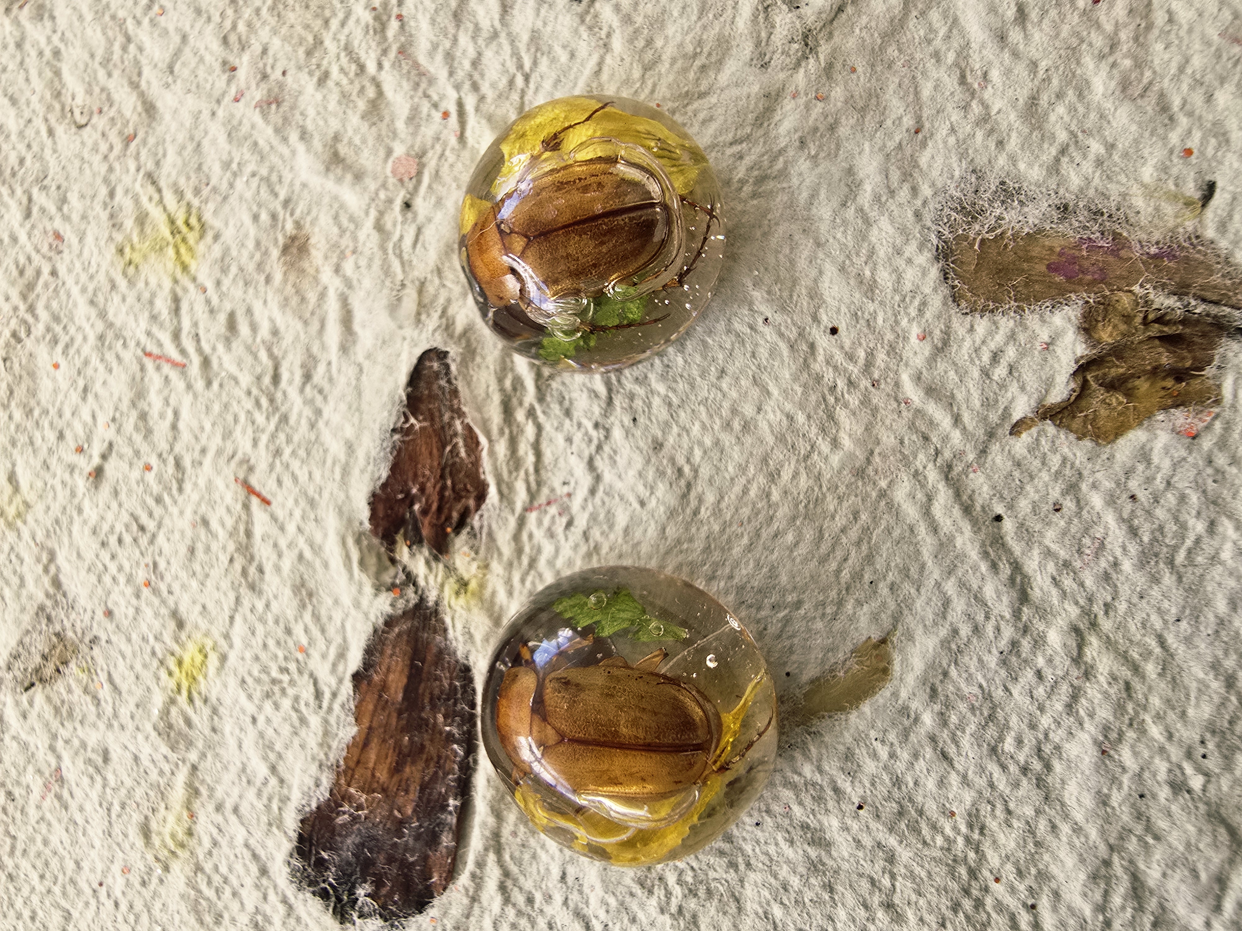 Encased Beetle Studs