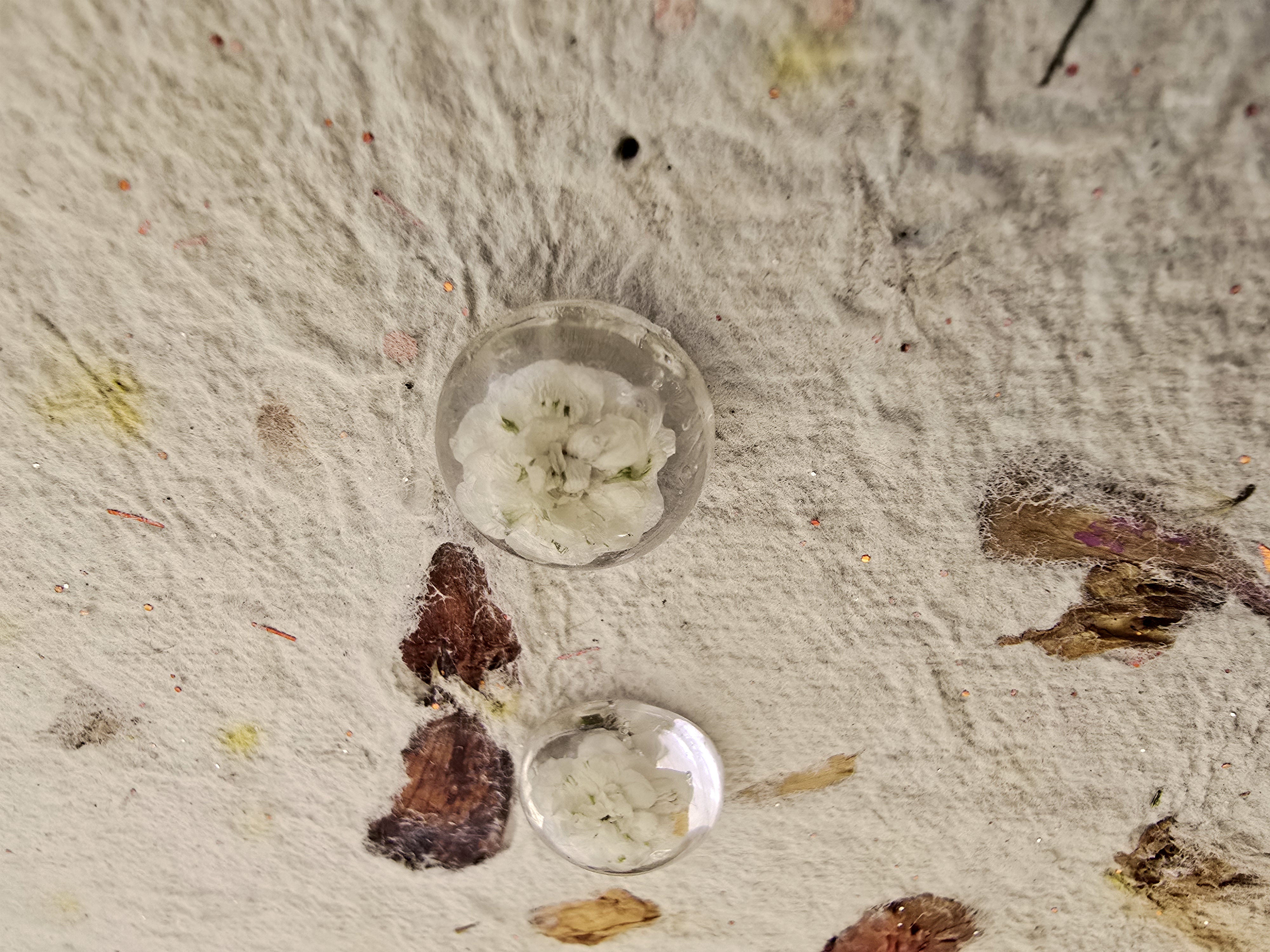 Encased Mini White Rose Studs