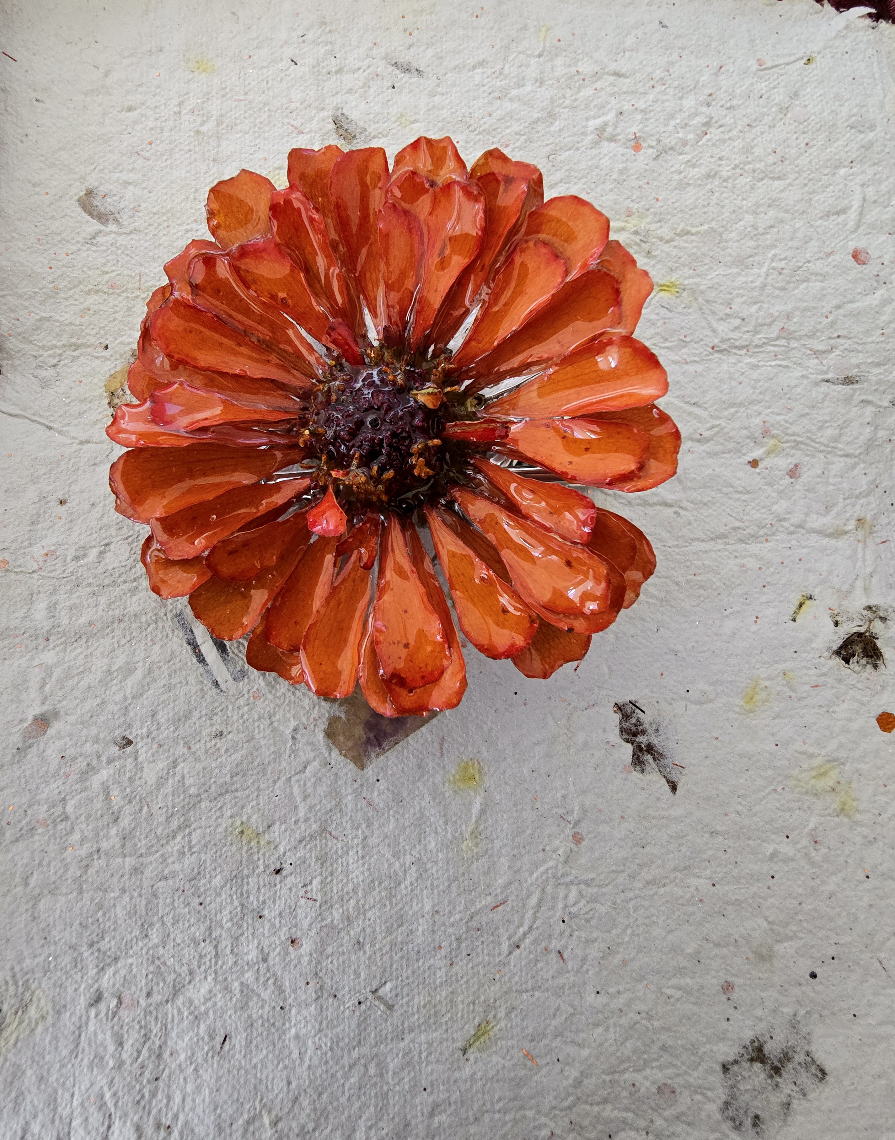 Zinnia Flower Hair Clip