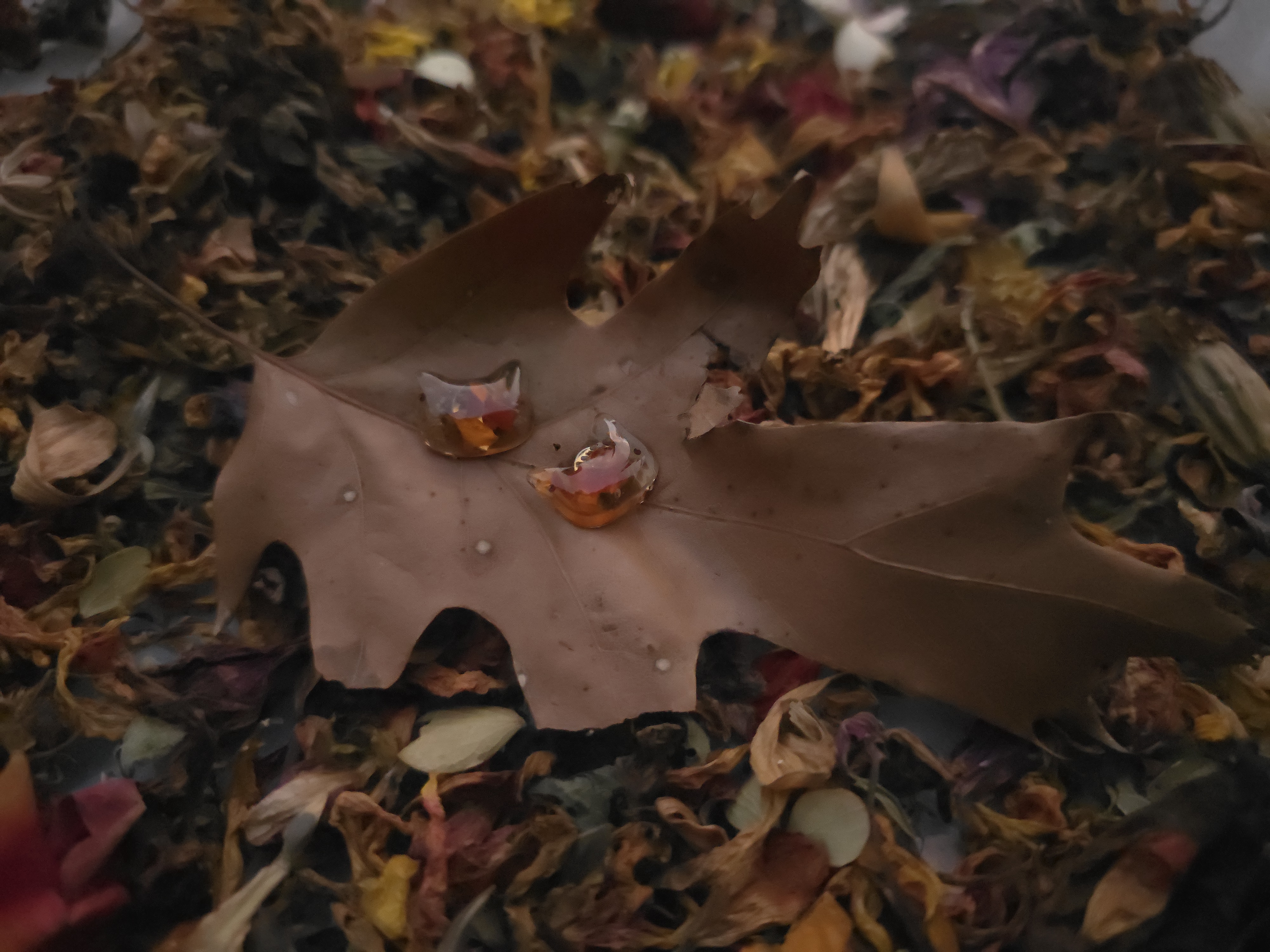 Cute Marigold Cat Fall Studs