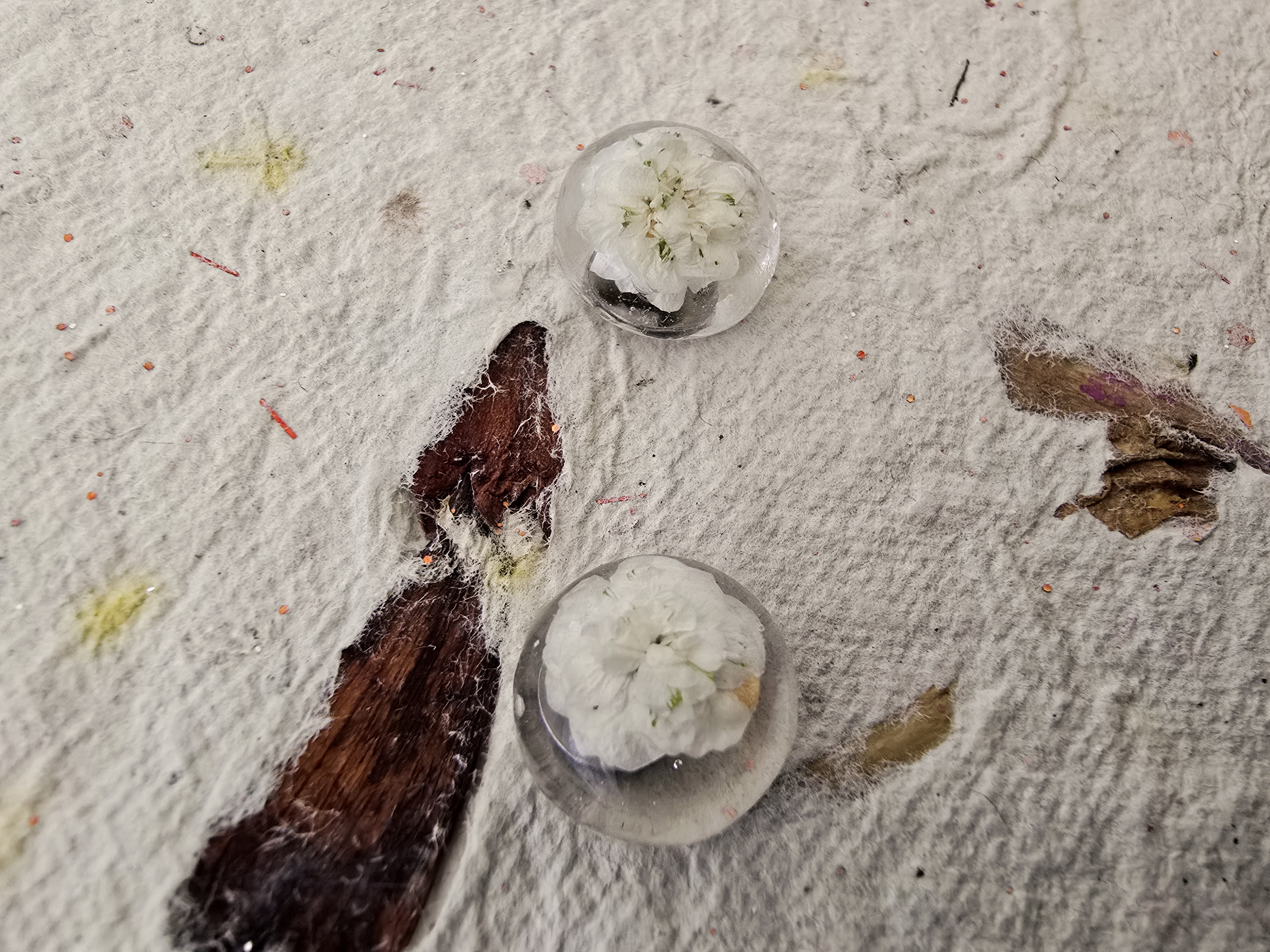 Encased Mini White Rose Studs