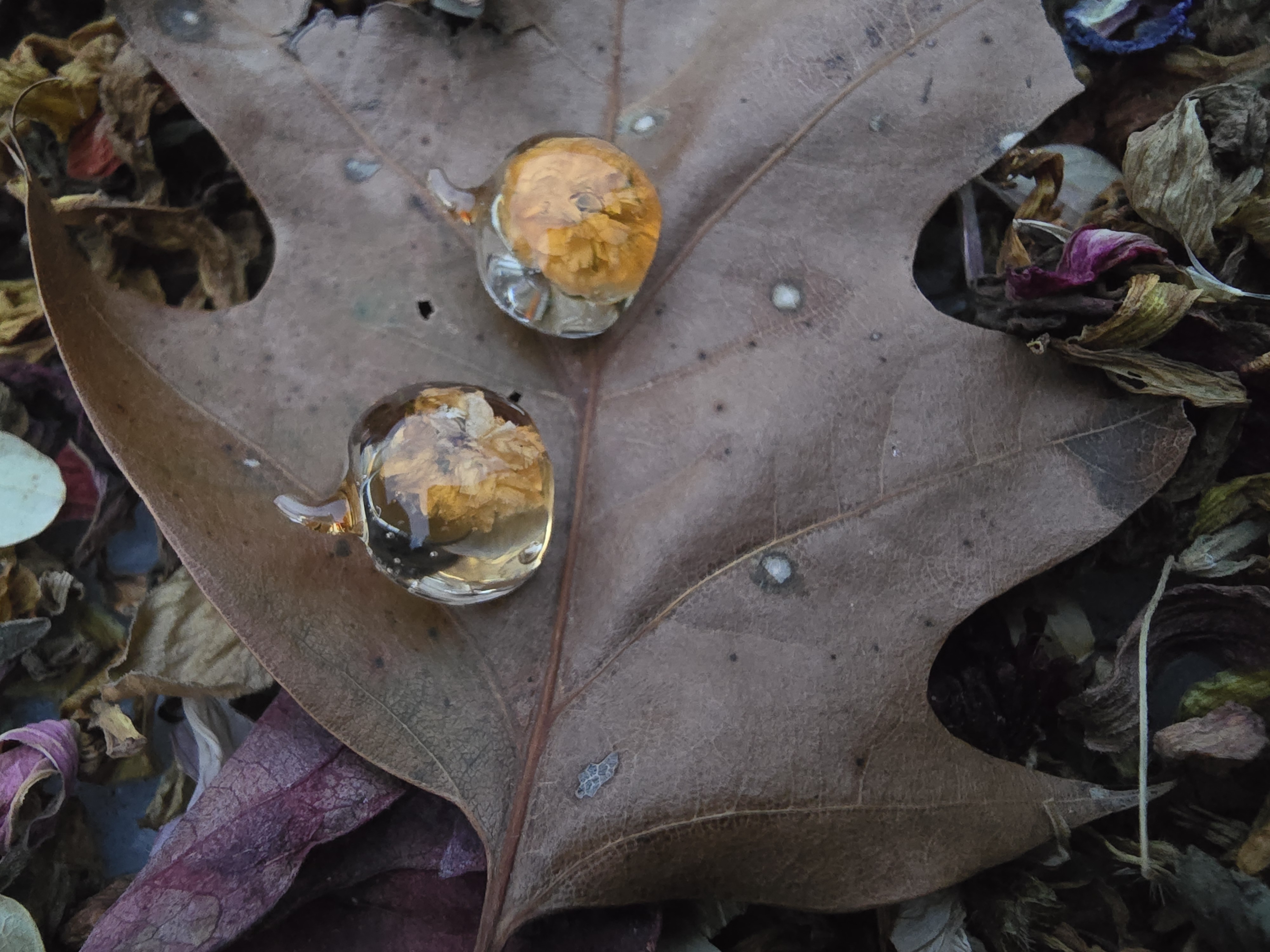 Cute Pumpkin Studs with Real Mini Rose