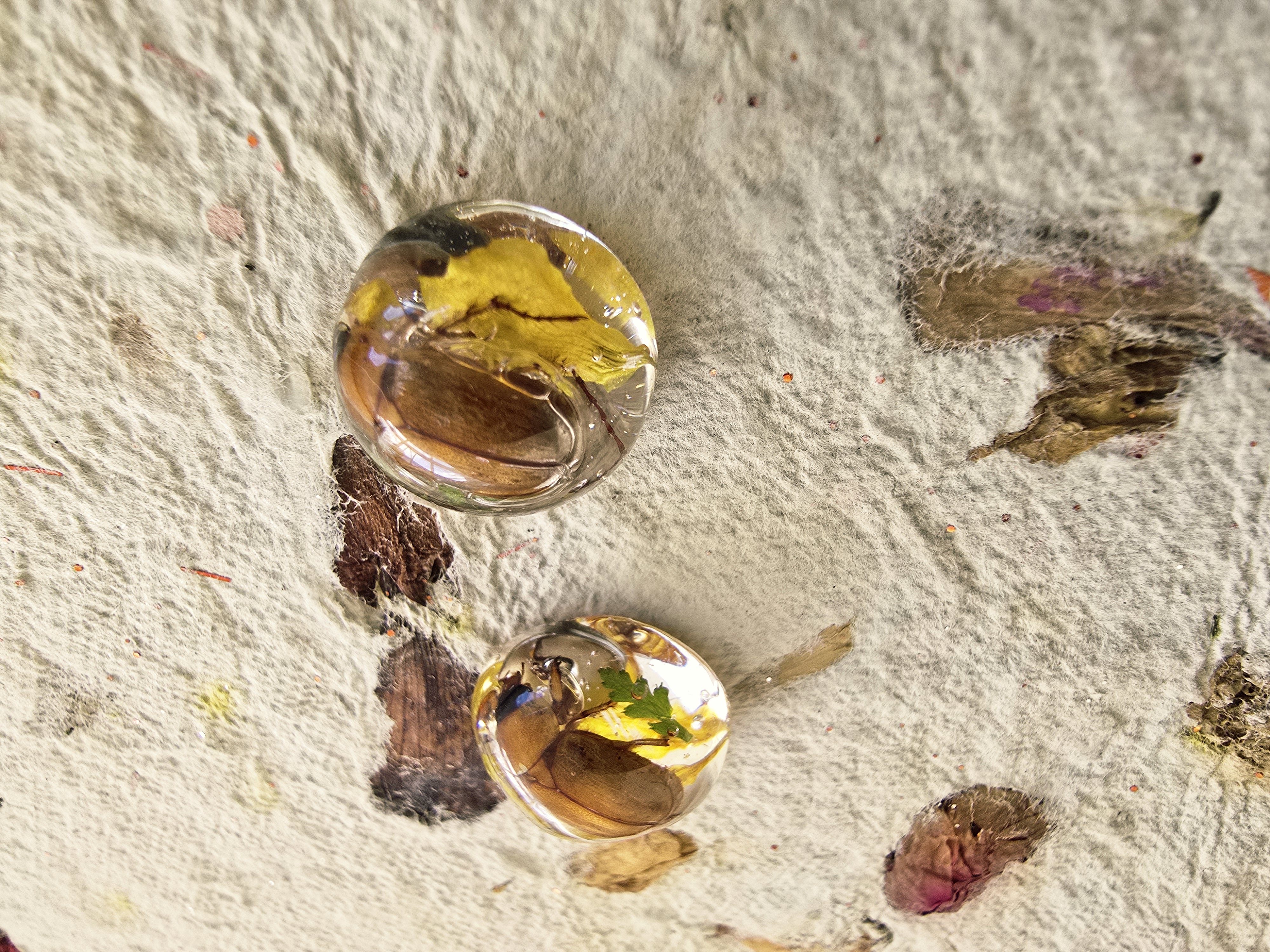 Encased Beetle Studs