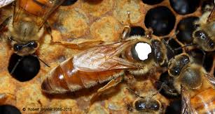 2026 Mated Honeybee Queen