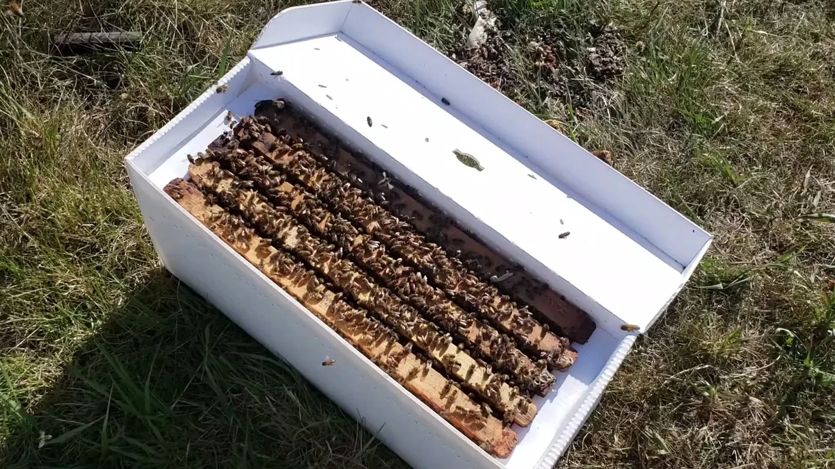 Honey Bee nucleus