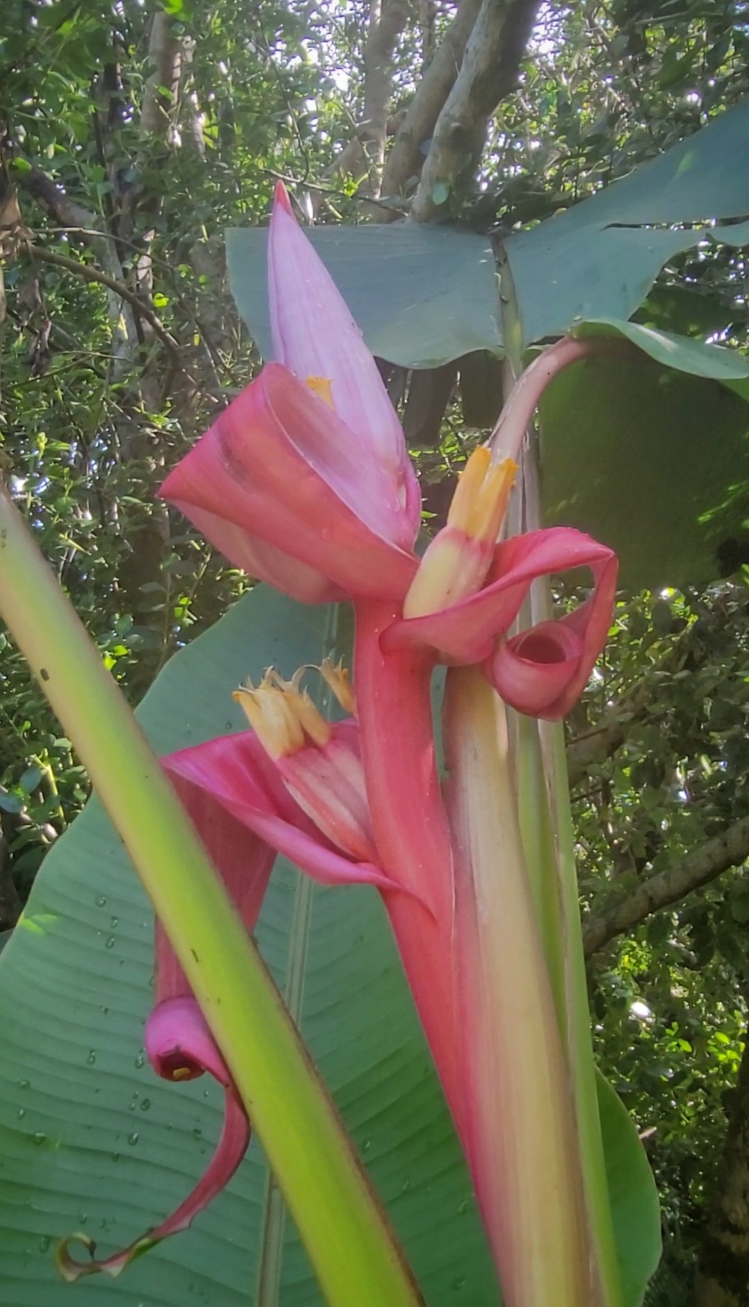 Exotic Beauty Seed Collection