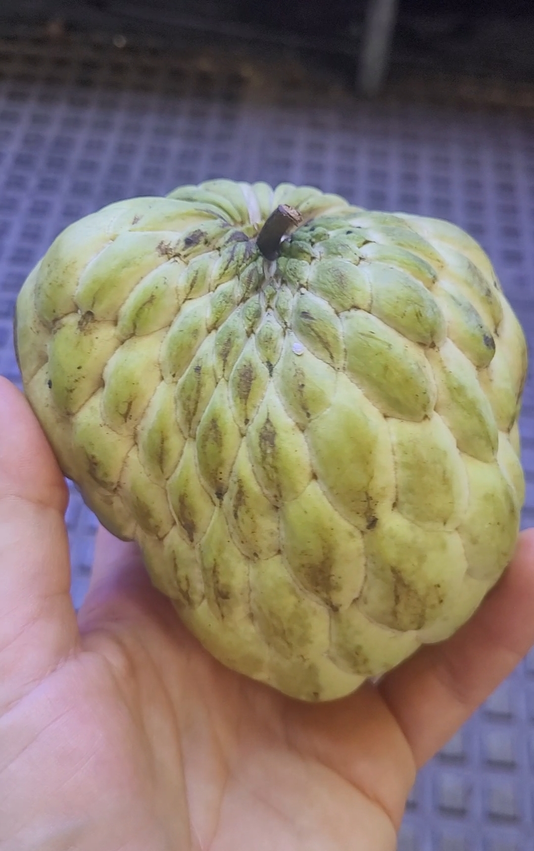 Sugar Apple (Chinese) 5 seeds