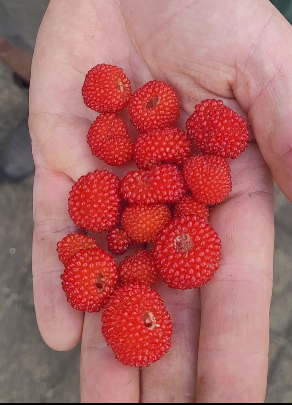 Atherton Raspberry seeds (20+)