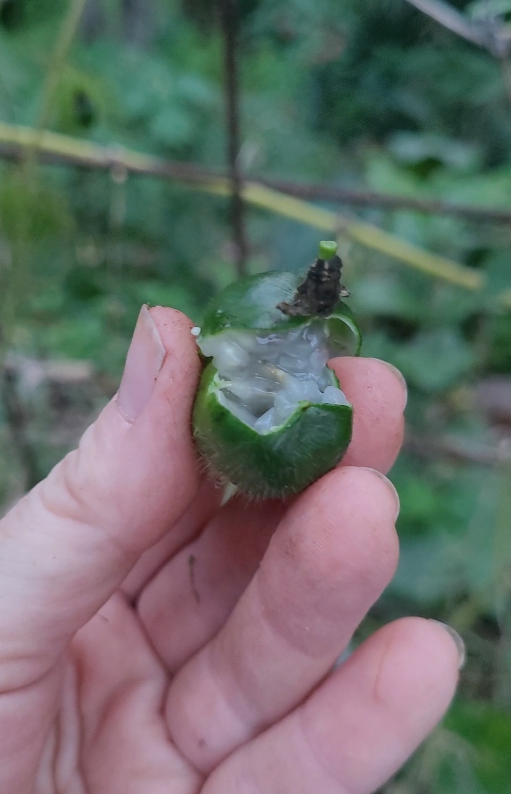 Love in a mist Passionfruit seeds (x15)