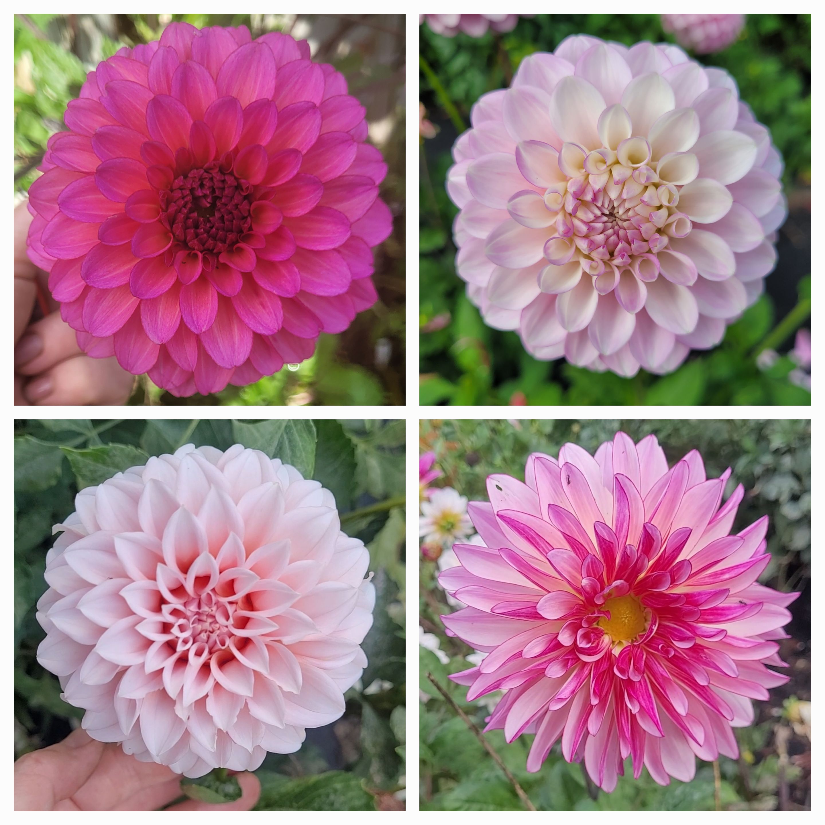 Premium Pink Dahlia seed mix