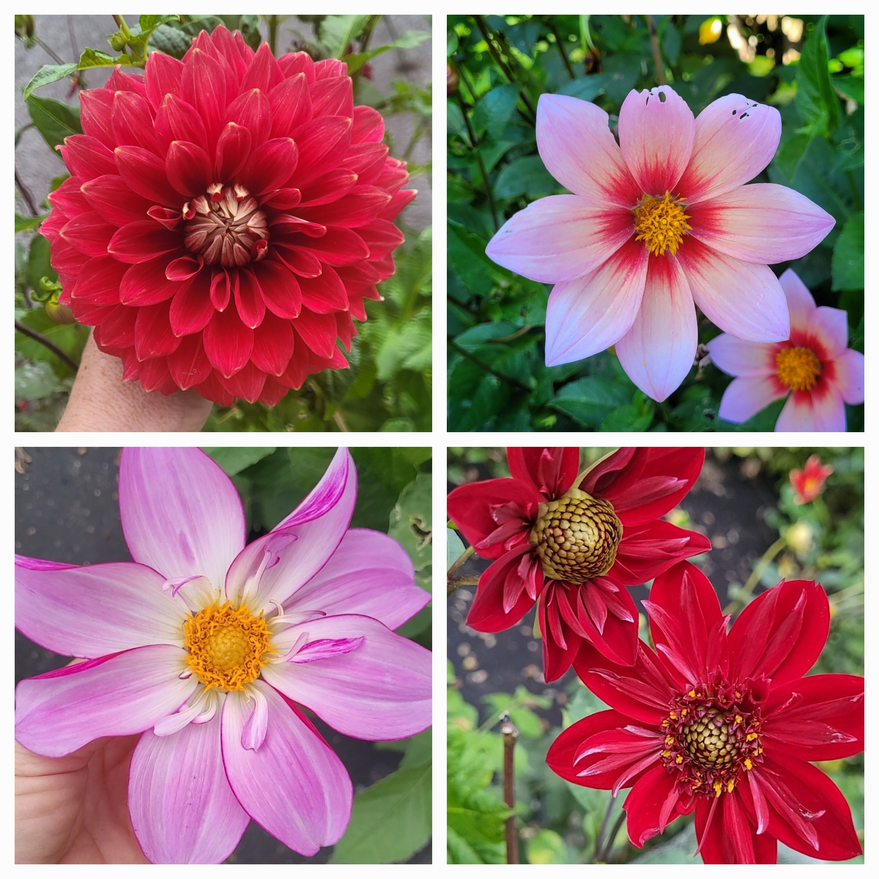 Elite dahlia seed mix (25 seeds)