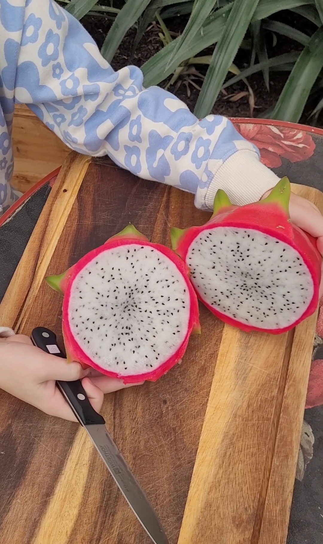 Grow Your Own Exotic Garden – Rare Seeds Curated in One Pack. Free Shipping!