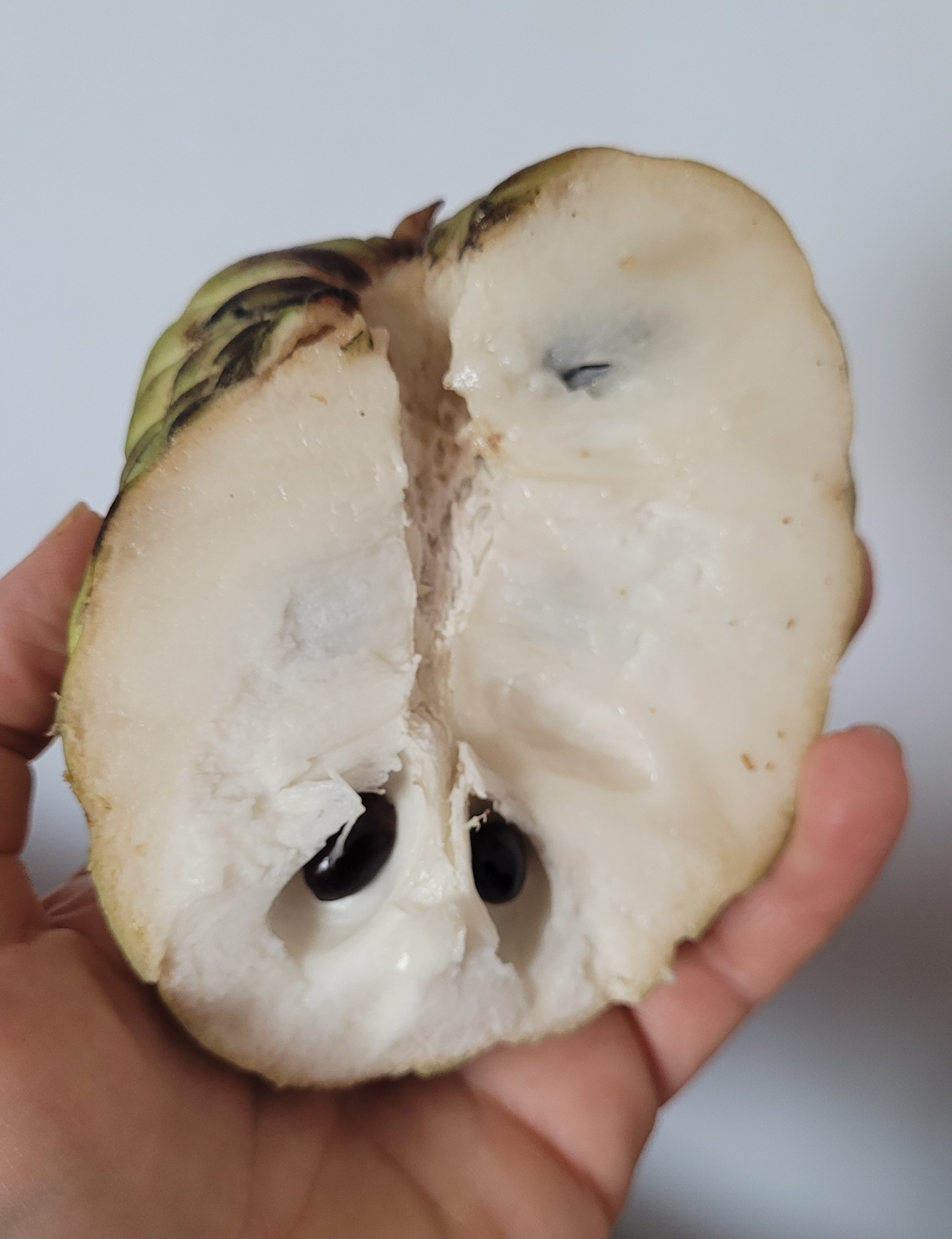 Sugar Apple (Chinese) 5 seeds
