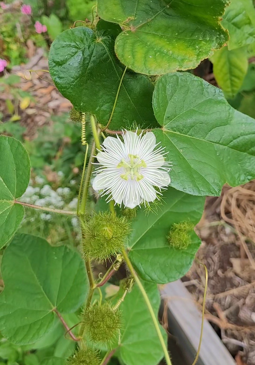 Love in a mist Passionfruit seeds (x15)
