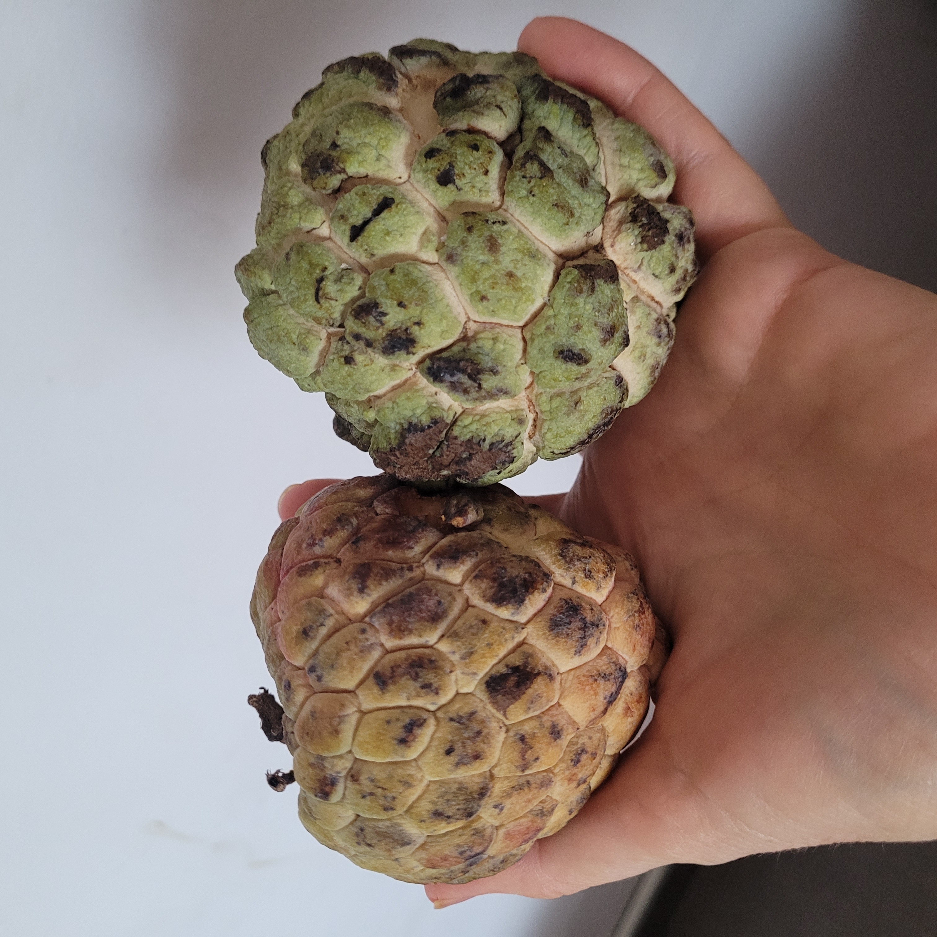 Sugar Apple (Cambodian) 15 seeds