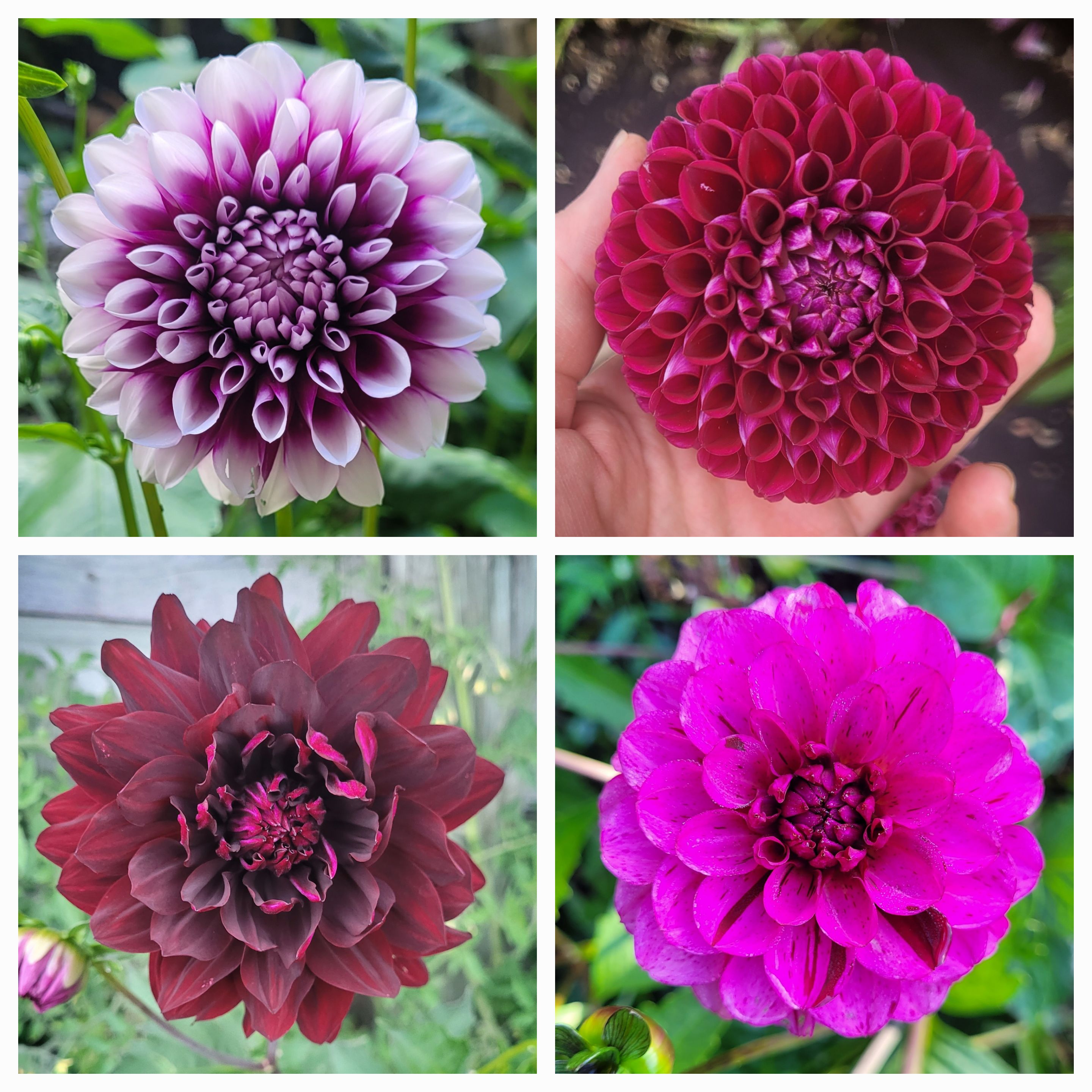 Premium Burgundy Dahlia Seed Mix