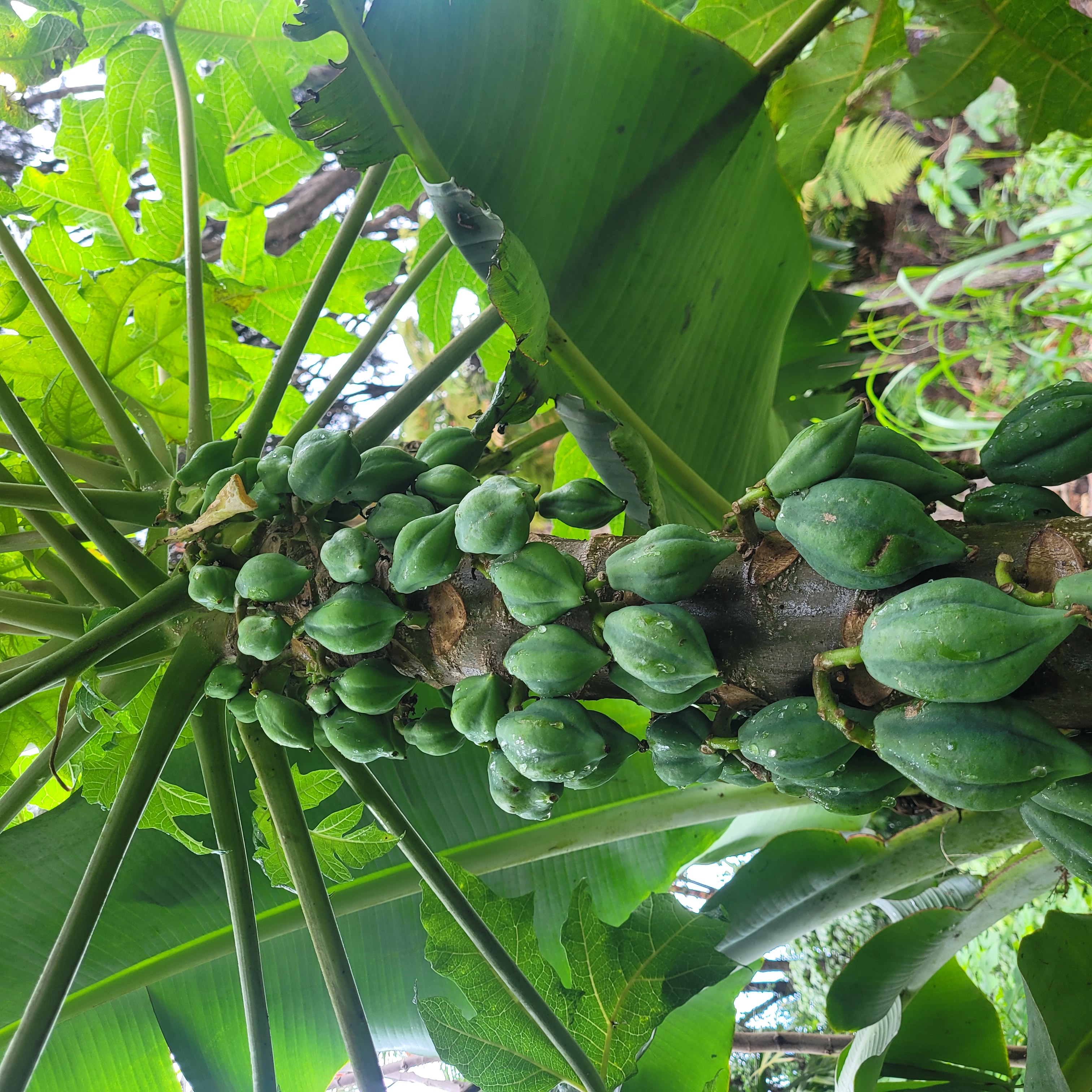 Grow Your Own Exotic Garden – Rare Seeds Curated in One Pack. Free Shipping!